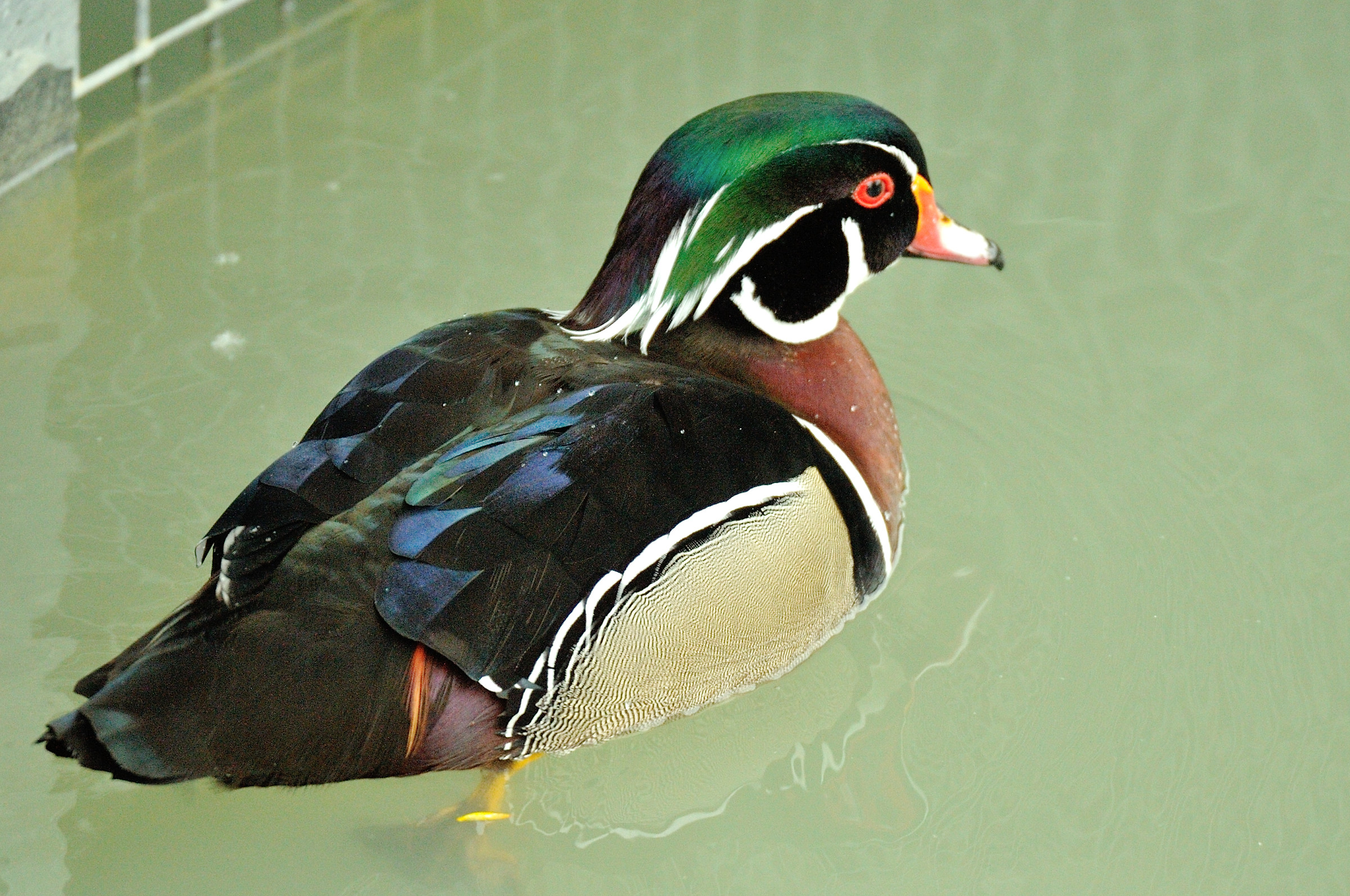 Splendore ( Anatra sposa )