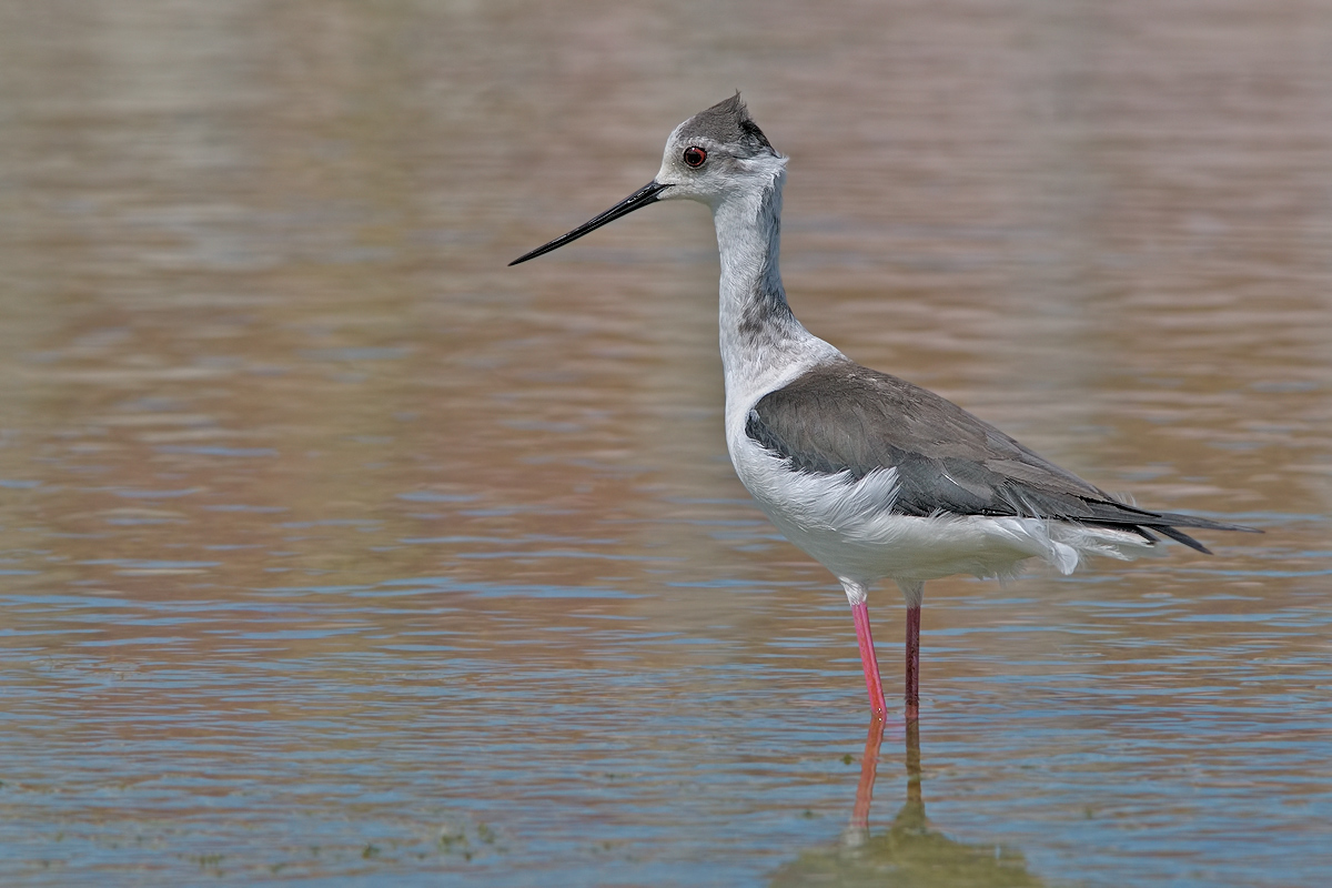 Knight of Italy (Himantopus himantopus)