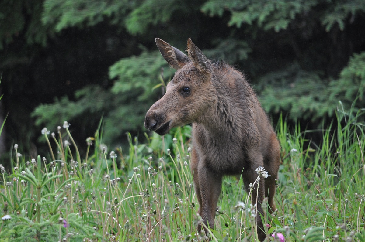 Alaska Moose puppy