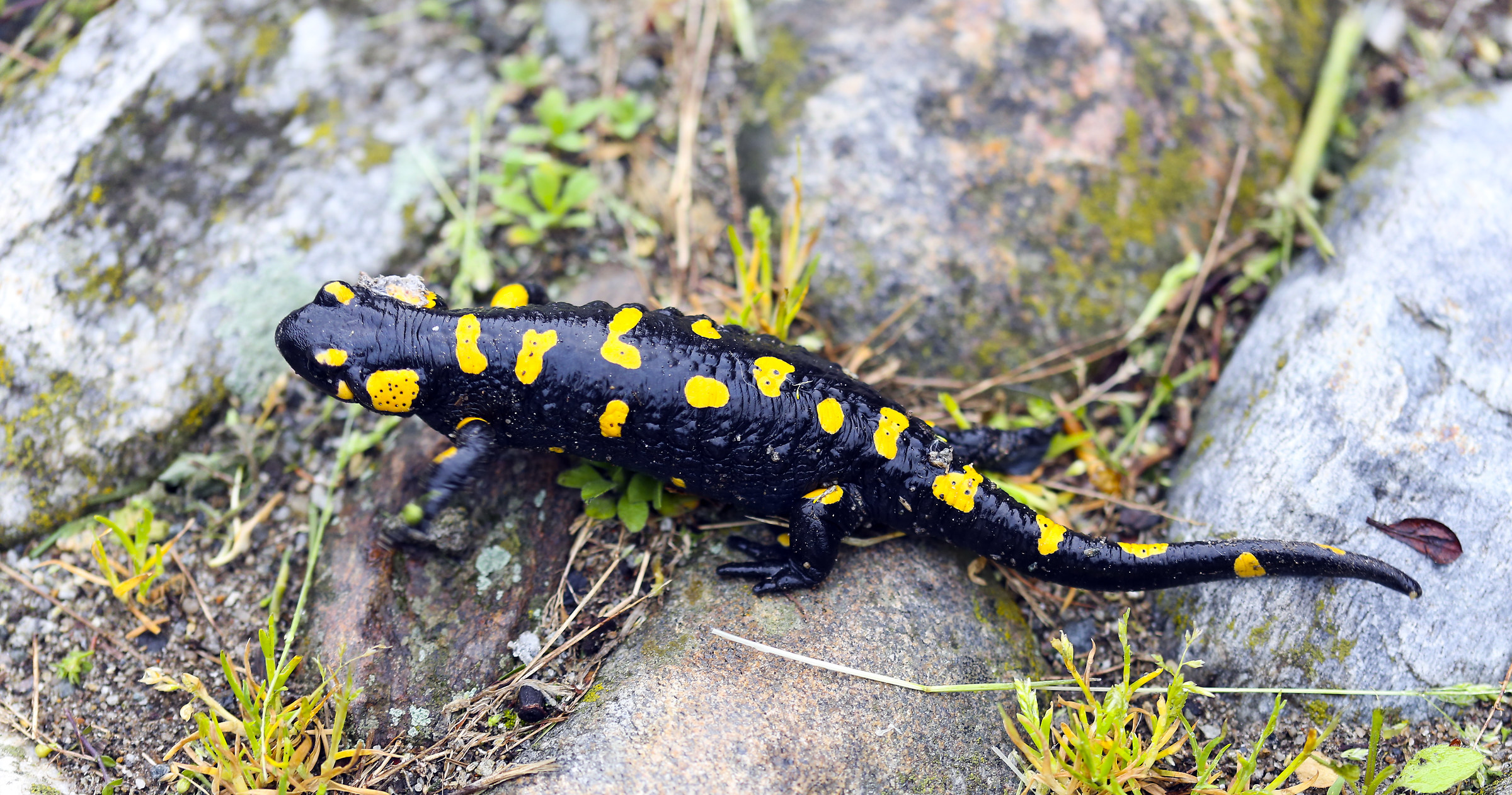 Salamandra