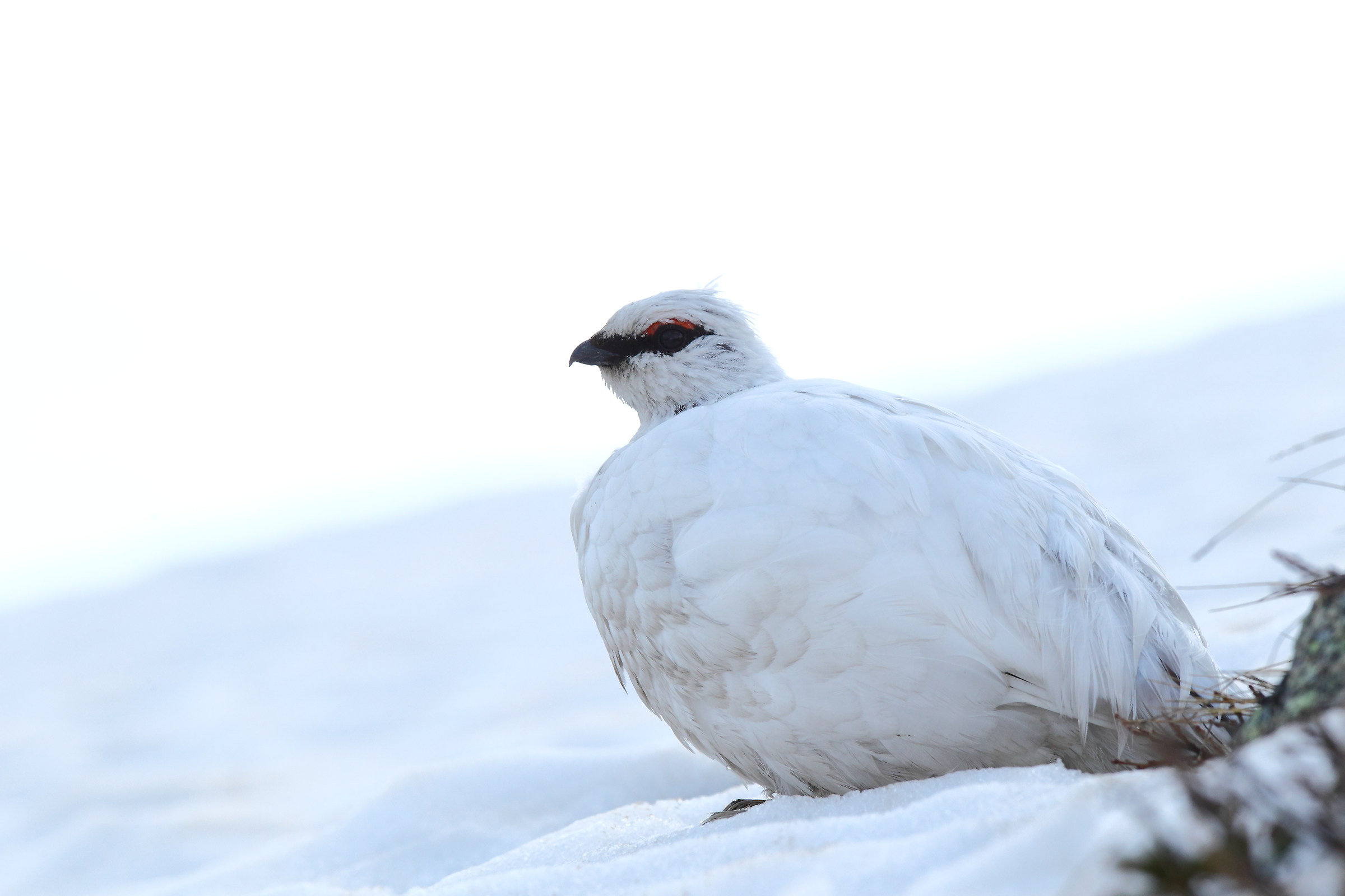 Anima bianca delle Alpi