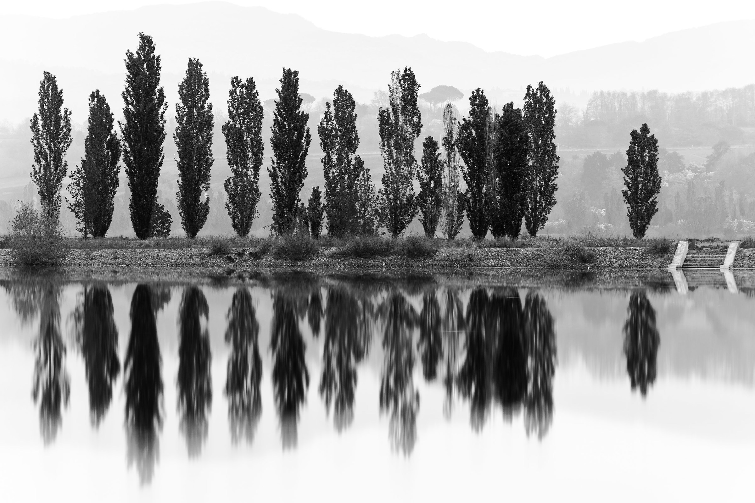 Populus nigra italica