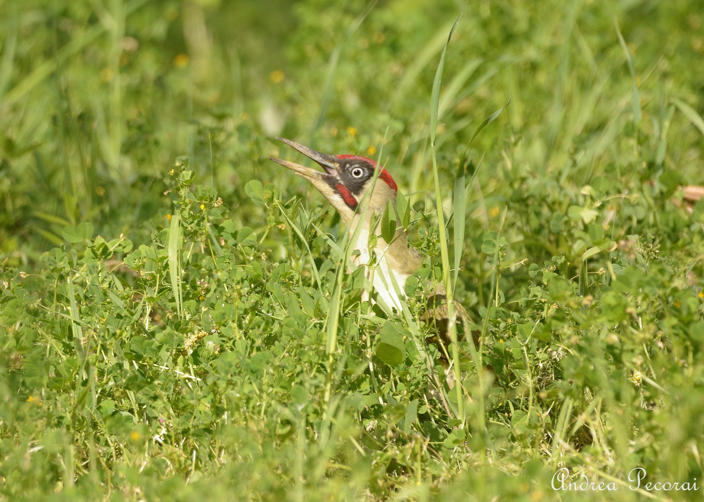 green woodpecker