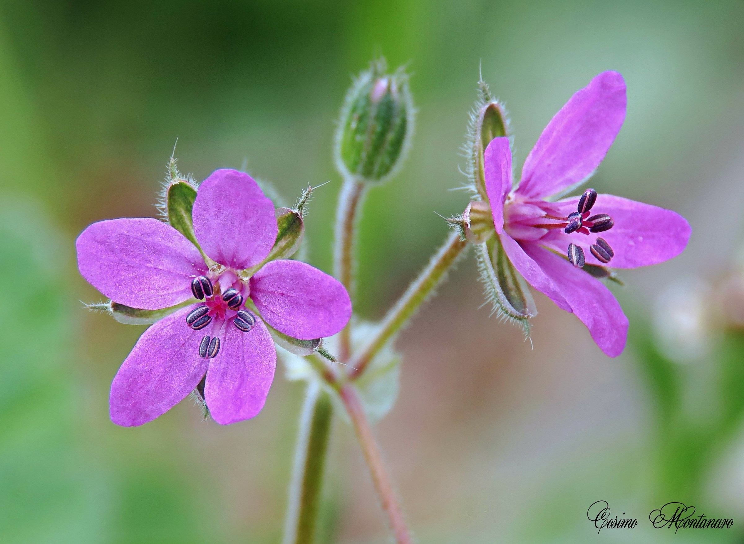 Erodium malacoides