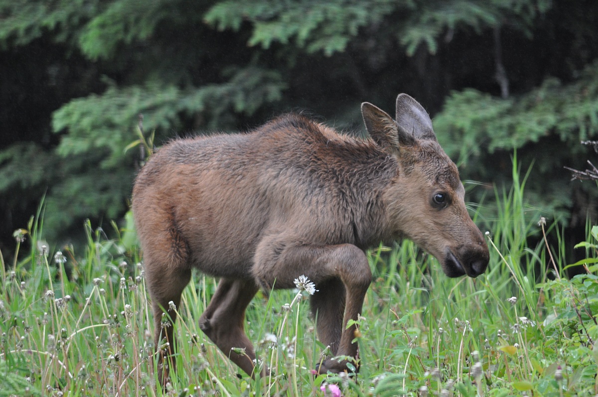 Alaska Moose puppy