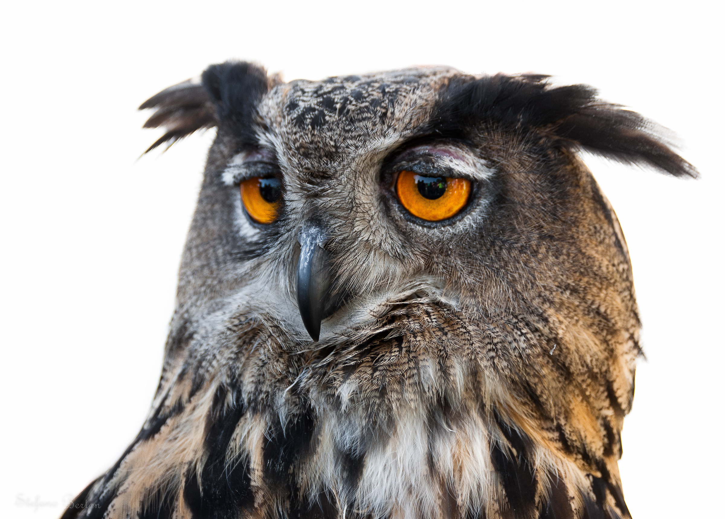 Eagle owl