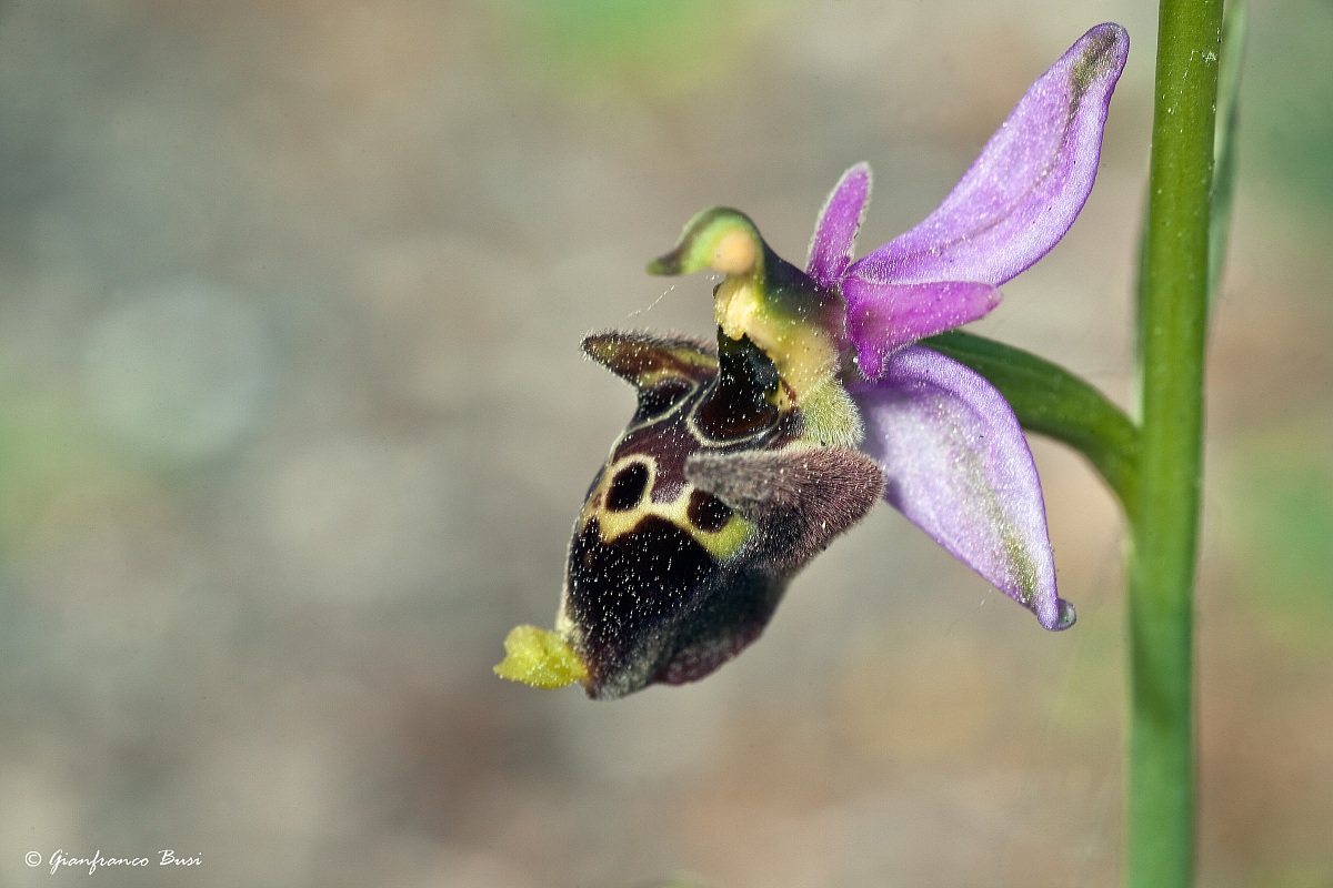 ophrys scolopax ssp. cornuta