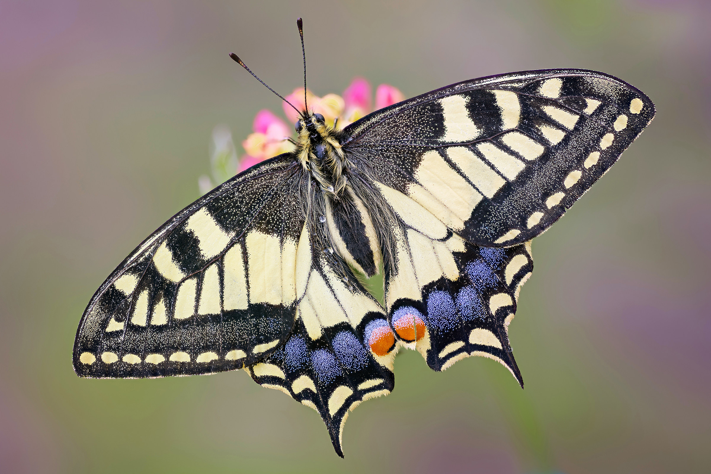 Open your wings and then fly