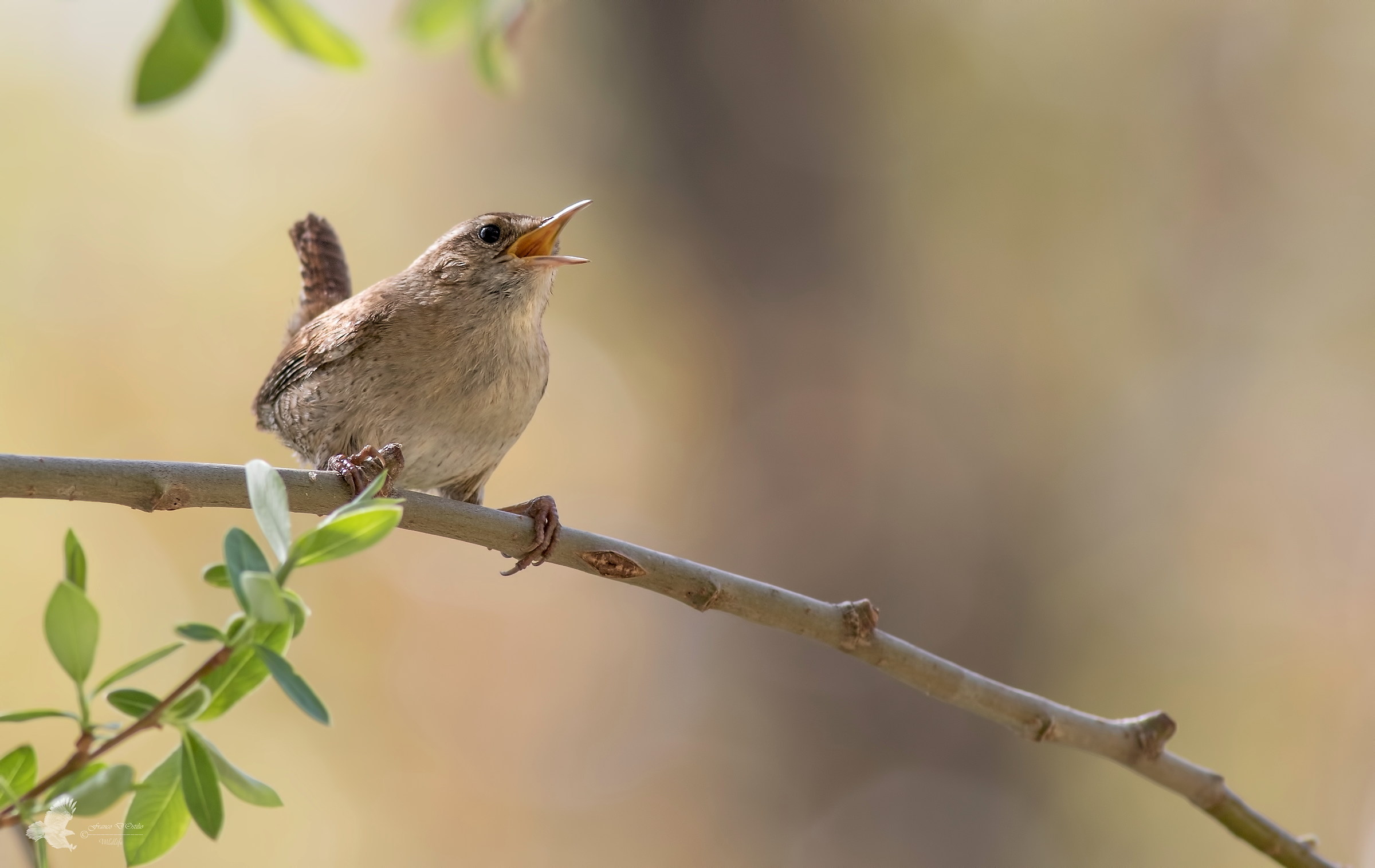 The singing of the Kobold