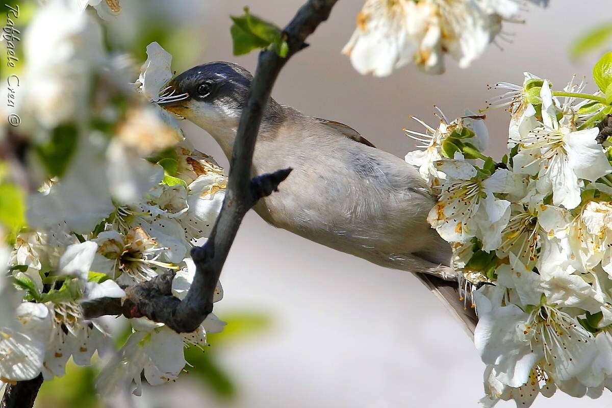 Lesser Whitethroat: Suggendo pollen