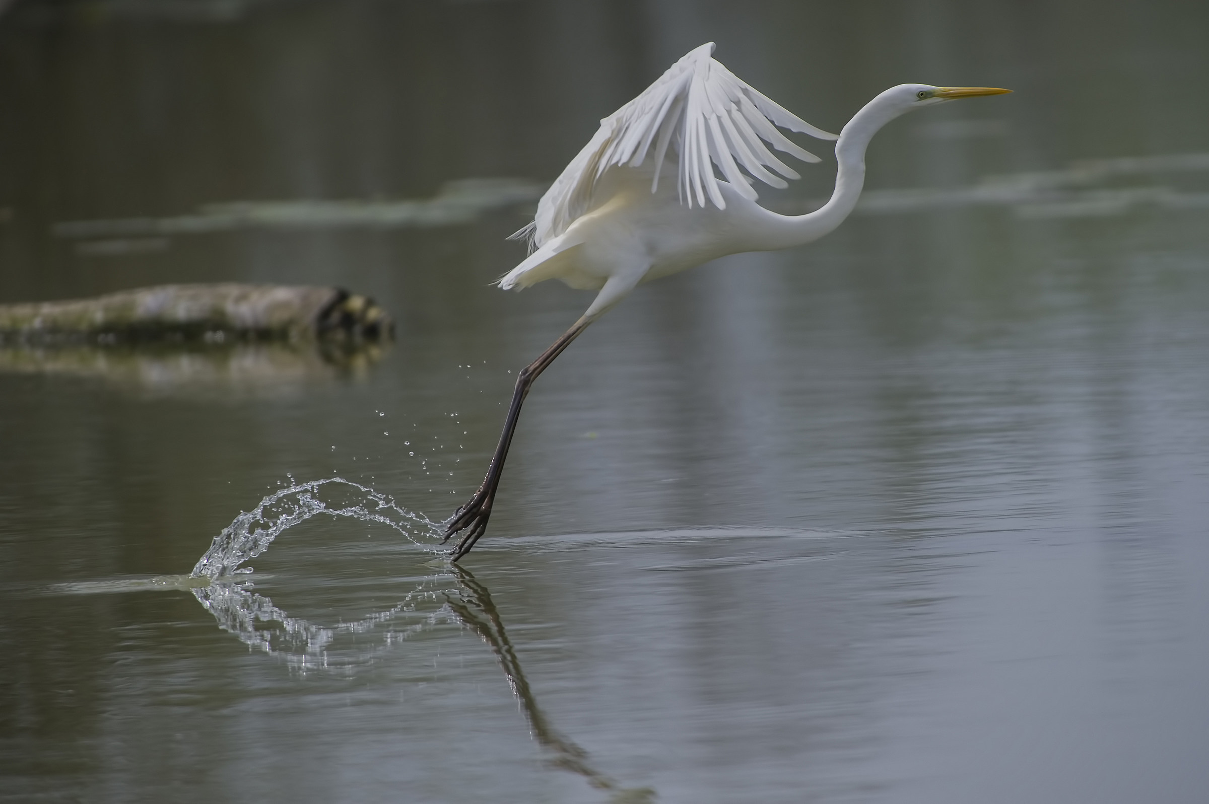 Involo dell'airone bianco maggiore