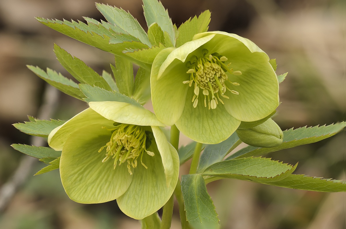 Helleborus Viridis