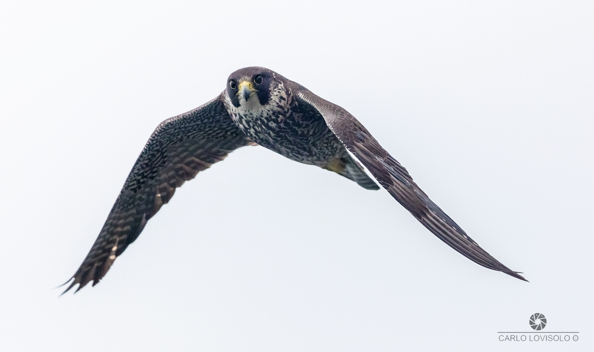 The look of the Peregrine Falcon in flight