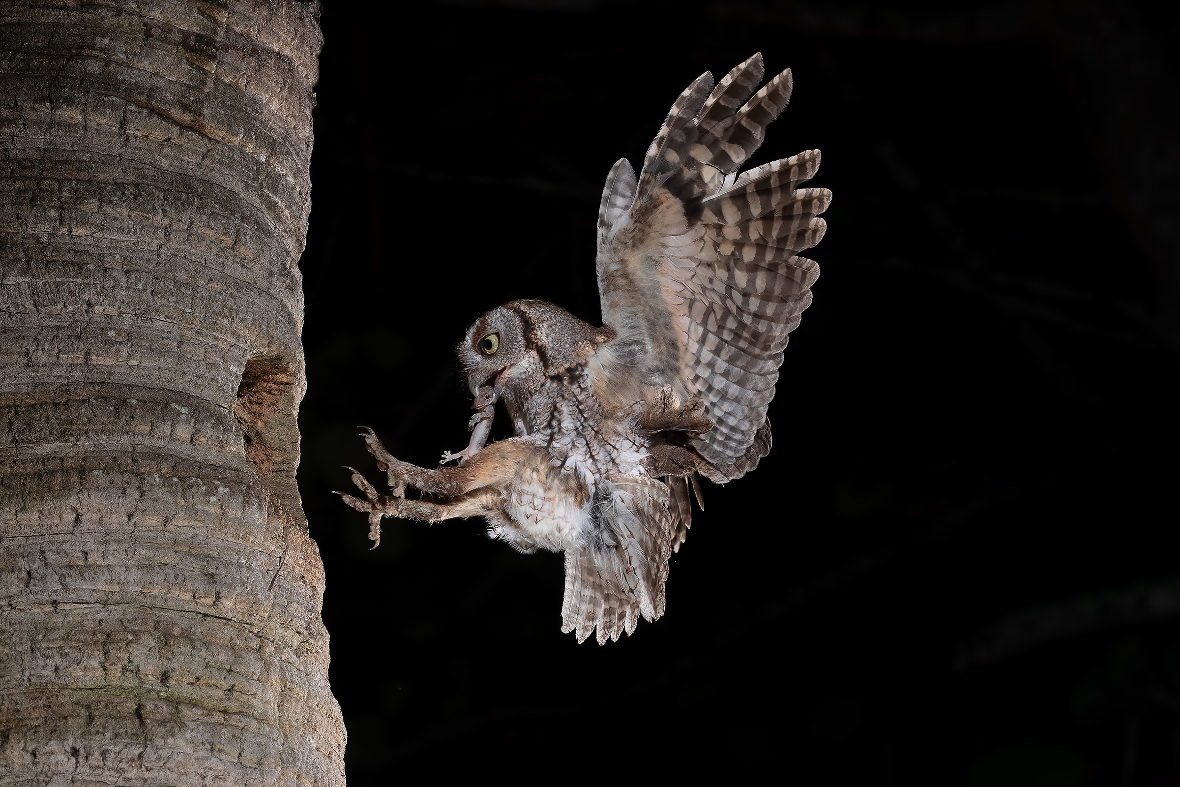 Assiolo con geco irreverente !