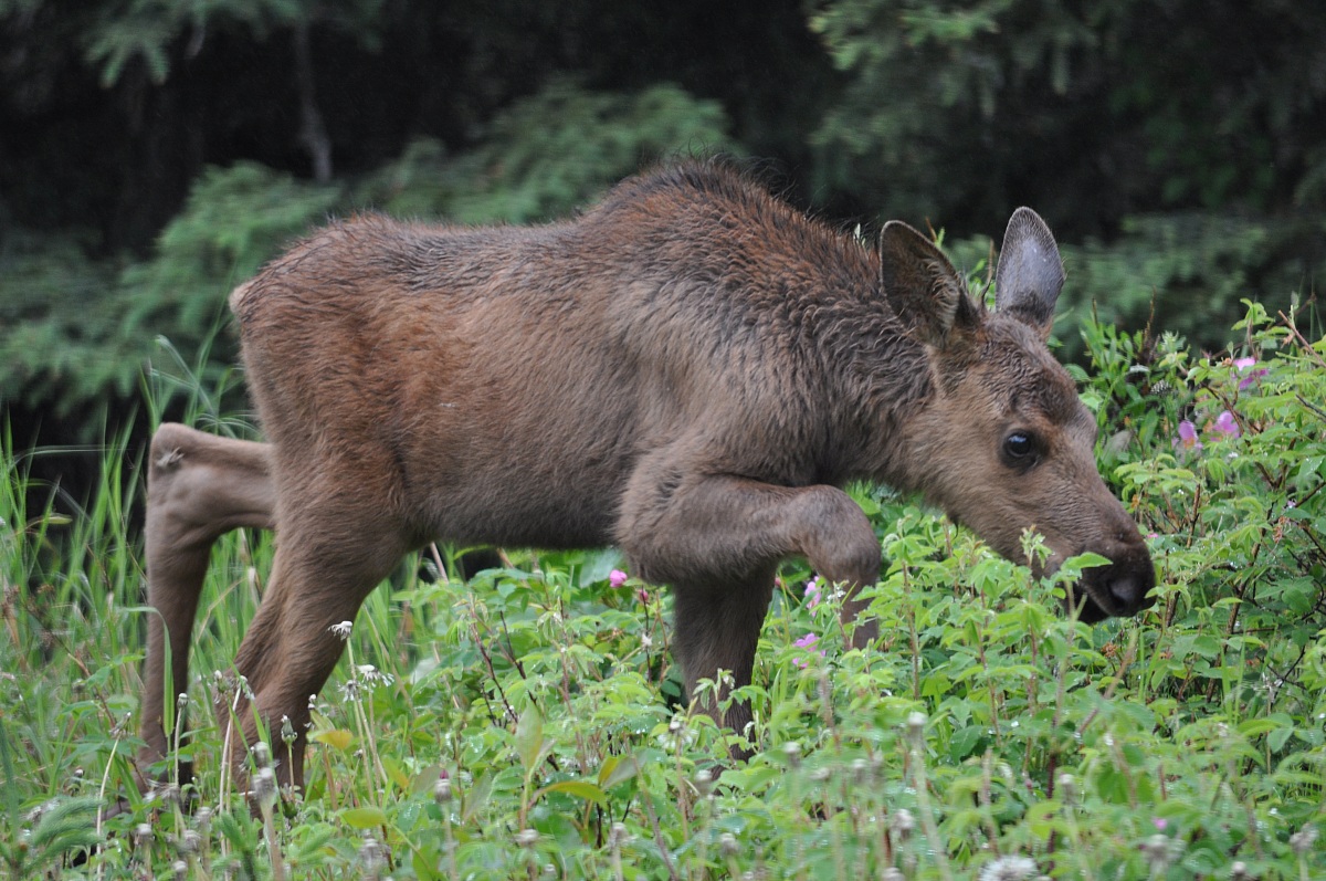 Alaska Moose puppy