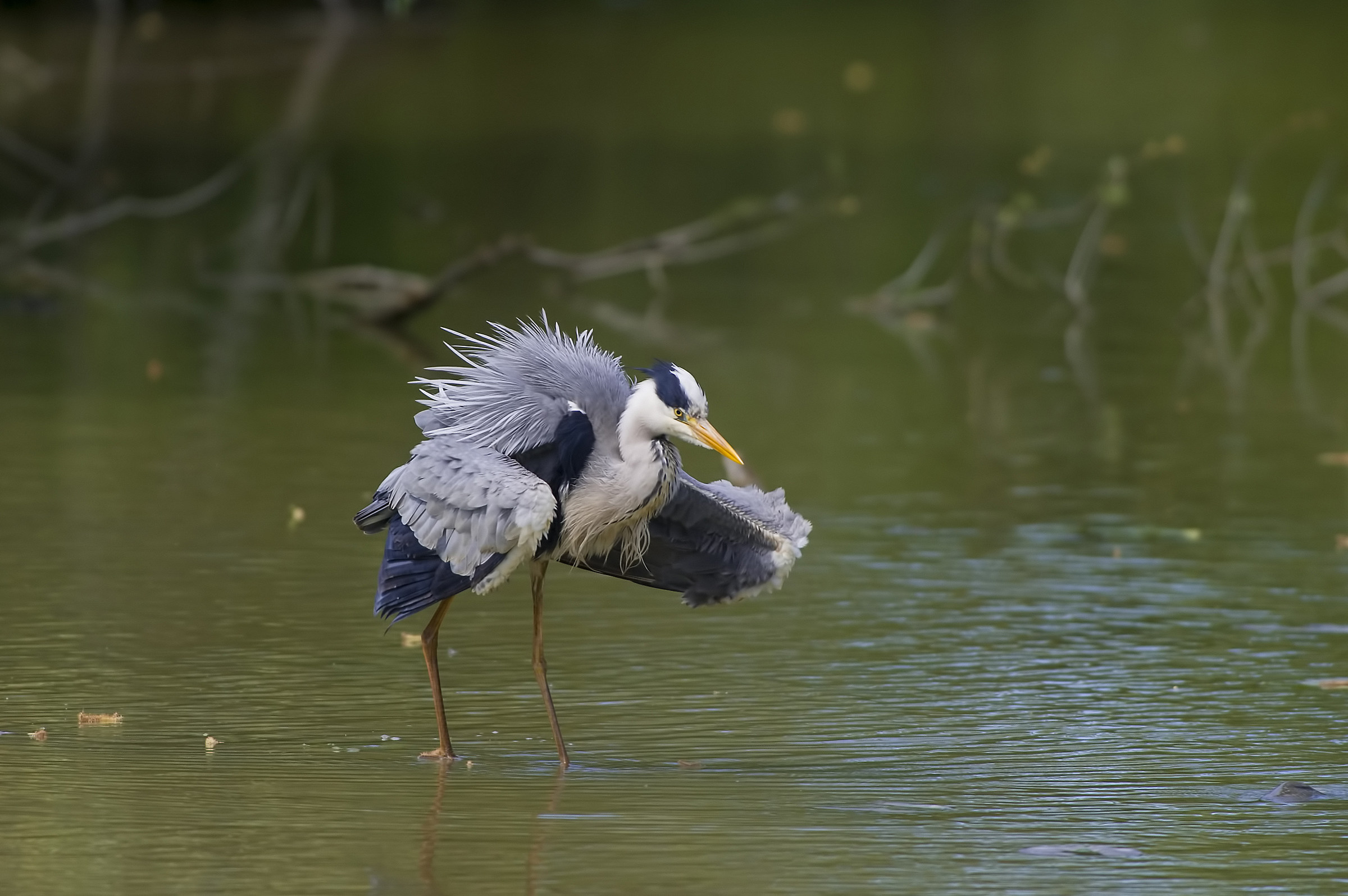 Airone cenerino...arruffato