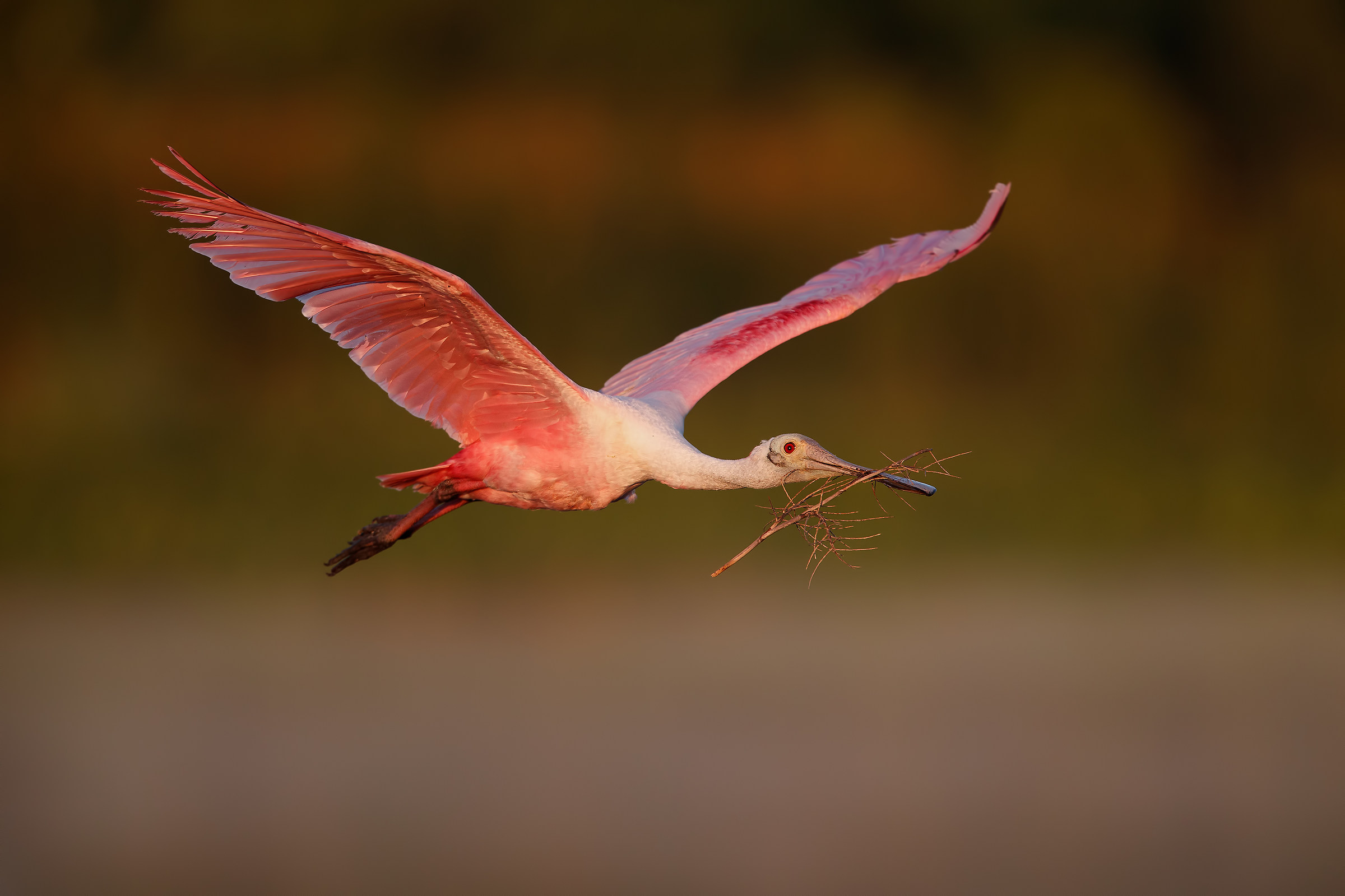 Spatola rosa di primo mattino
