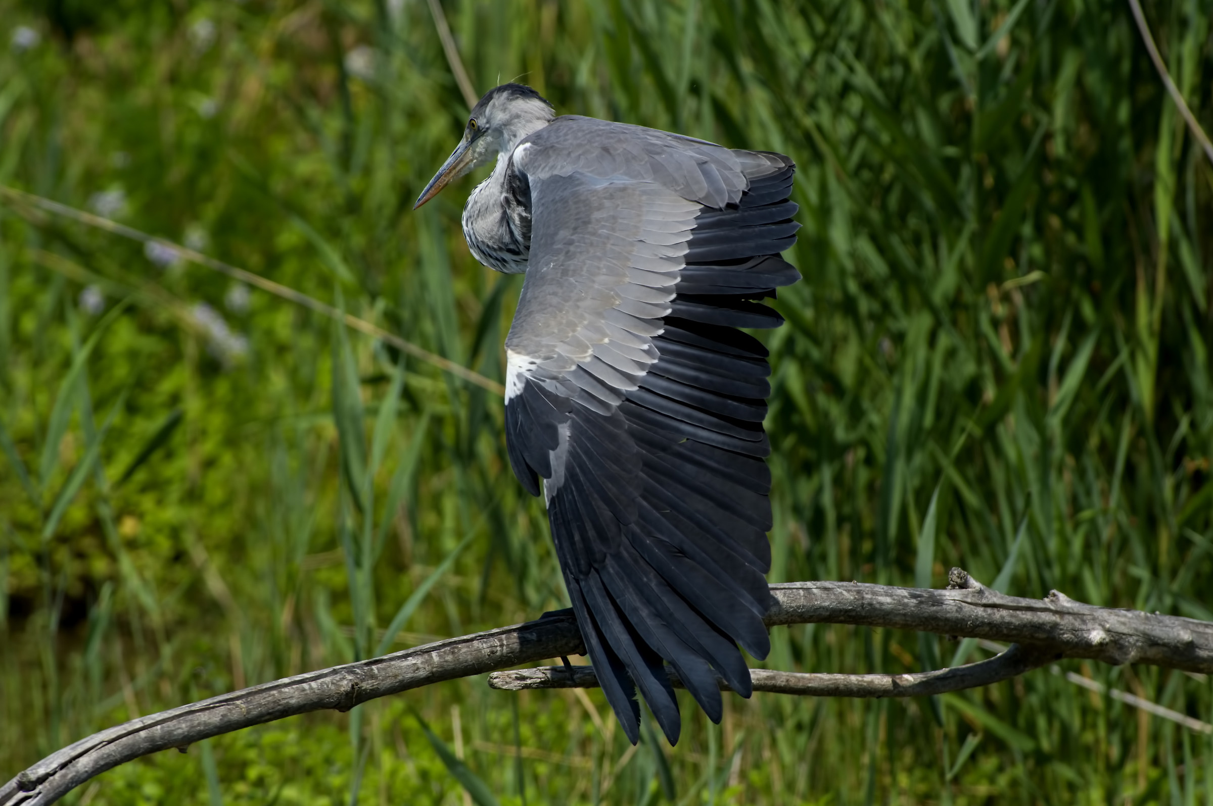 Grey heron