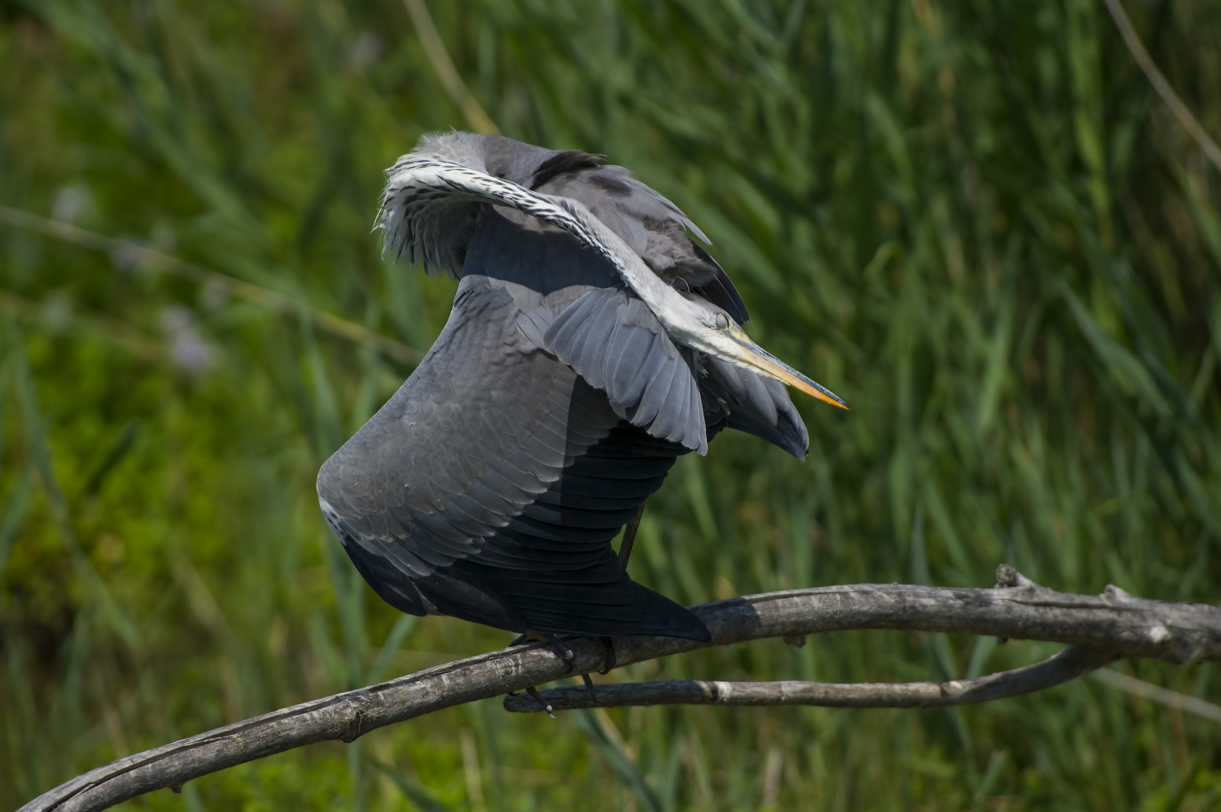 Grey heron