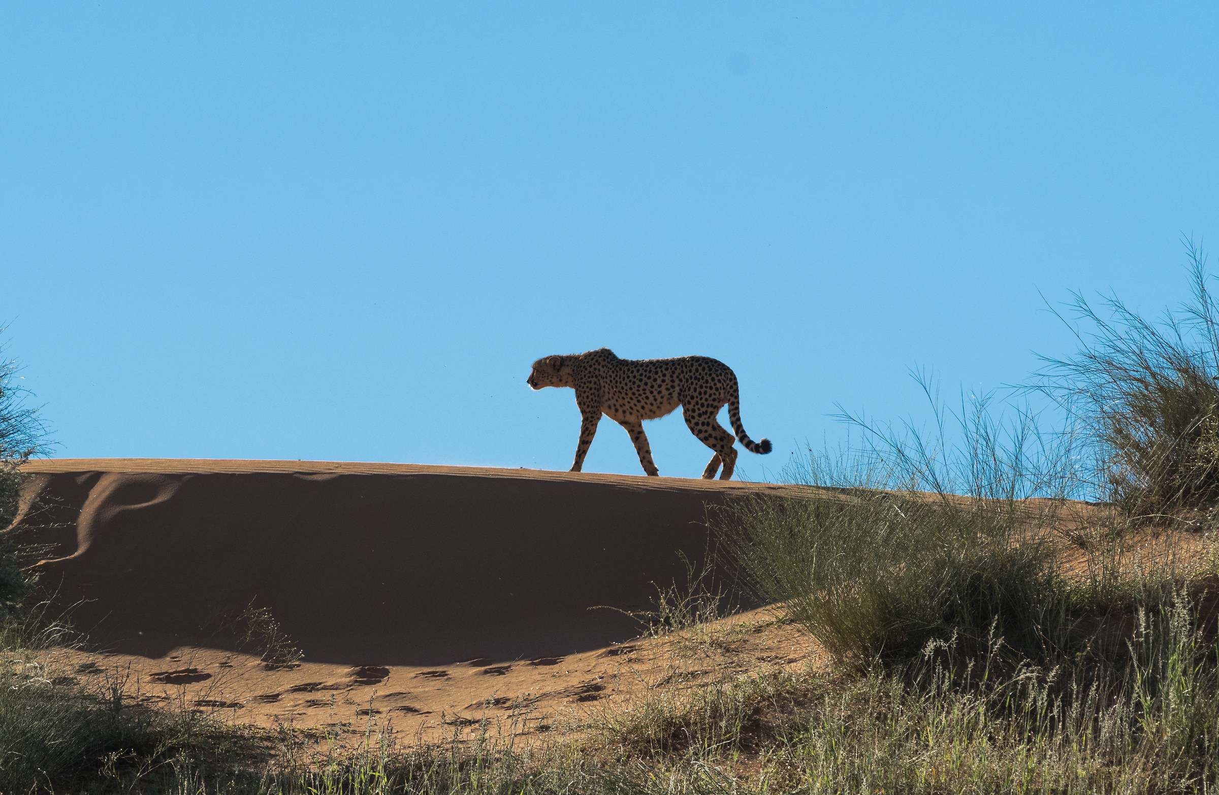 Cheetah on the Red dunes of the Kalahari