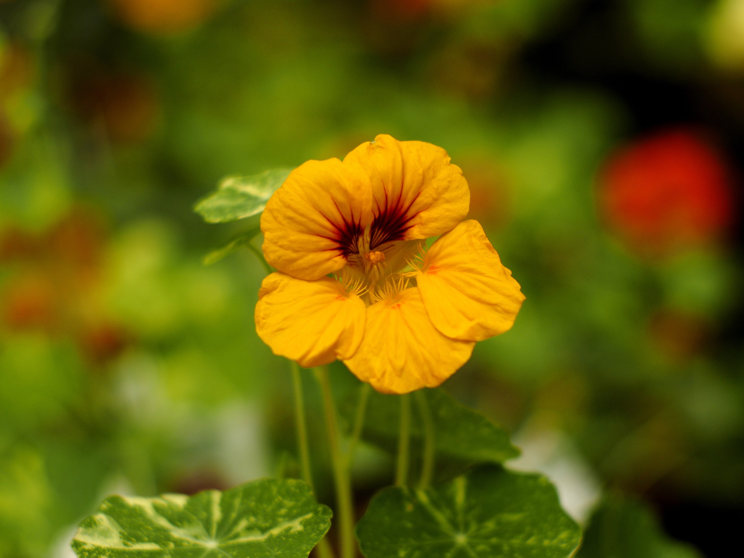 yashica-dx 50mm f1.4