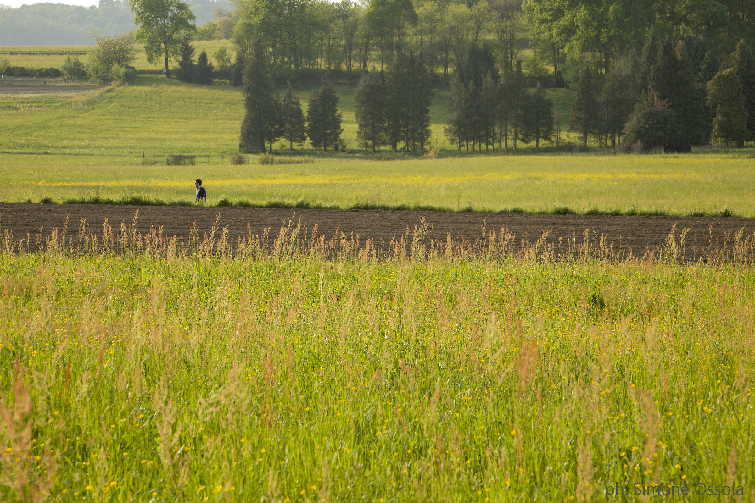 Camminando nel verde