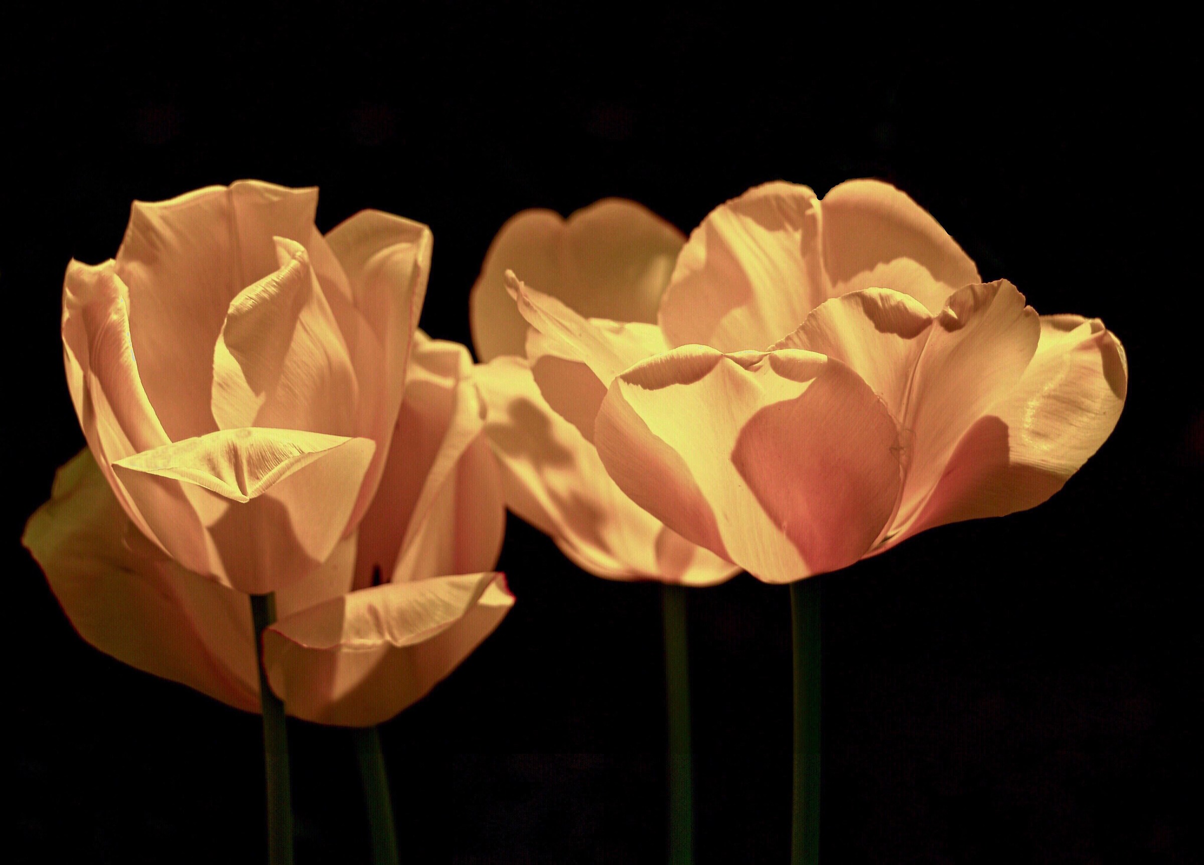 Tulips in light and dark.