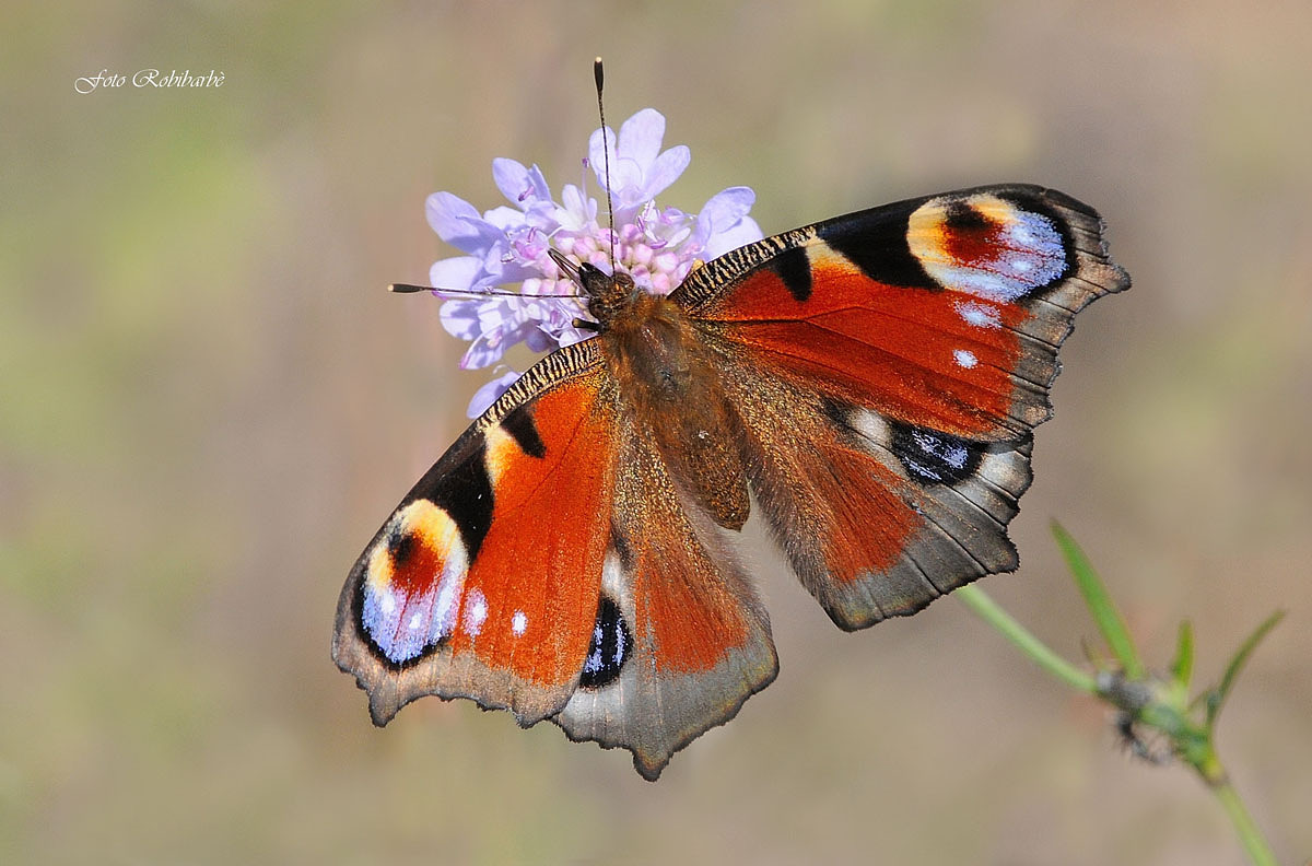 The most conceited ...