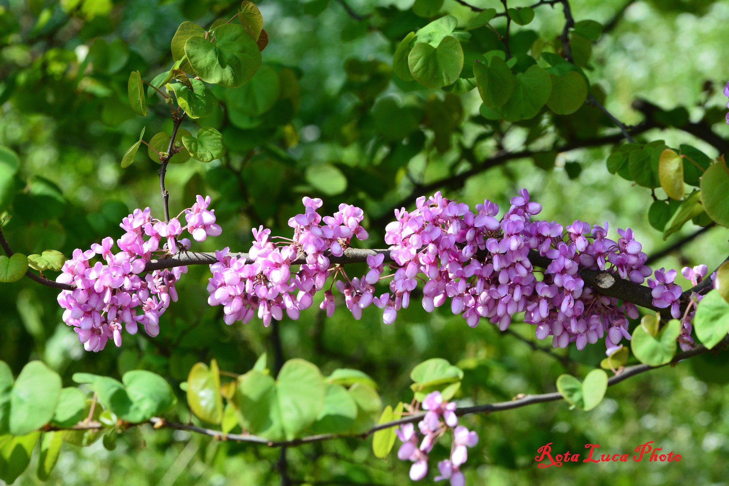 Primi scatti con il 70/200 sigma