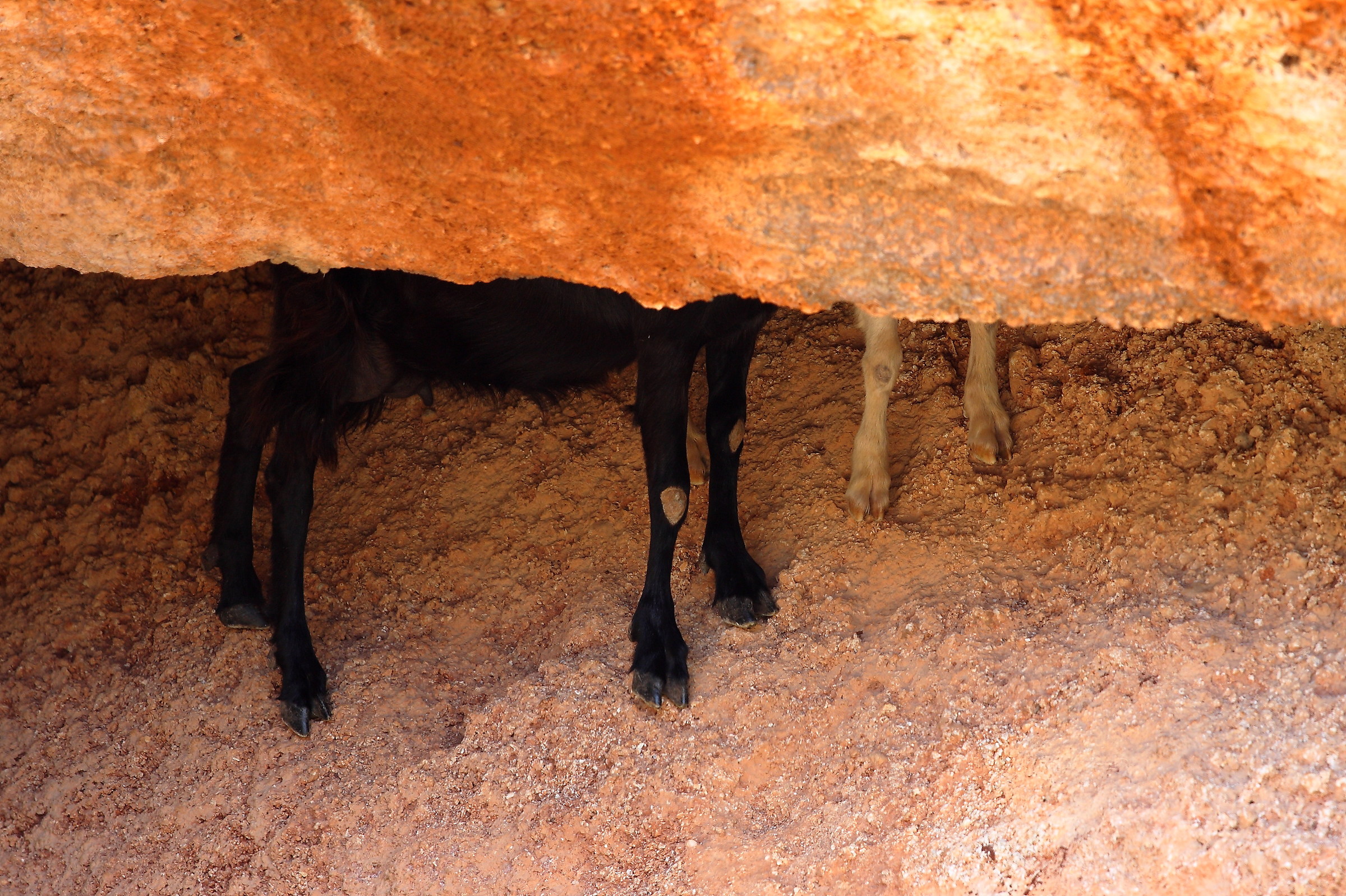 Shh, here they don't see us