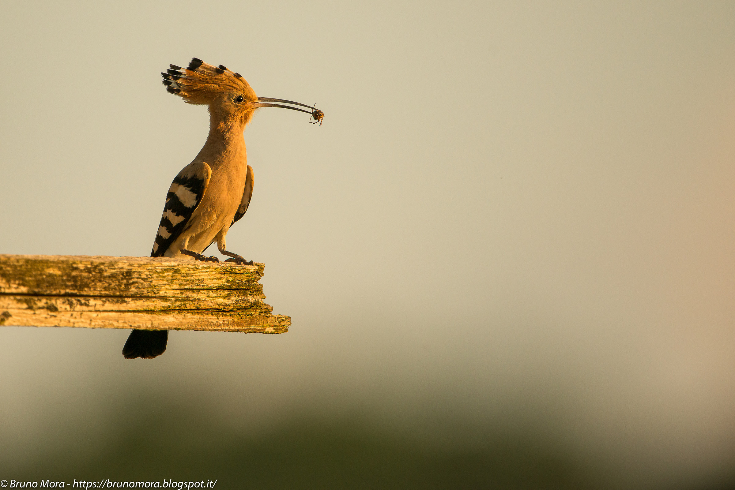 Hoopoe at last light