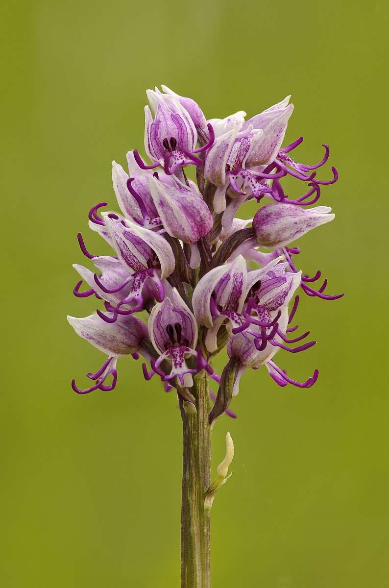 Orchis Simia