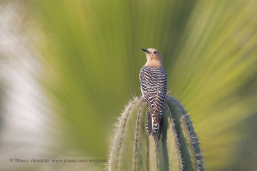 Melanerpes uropygialis