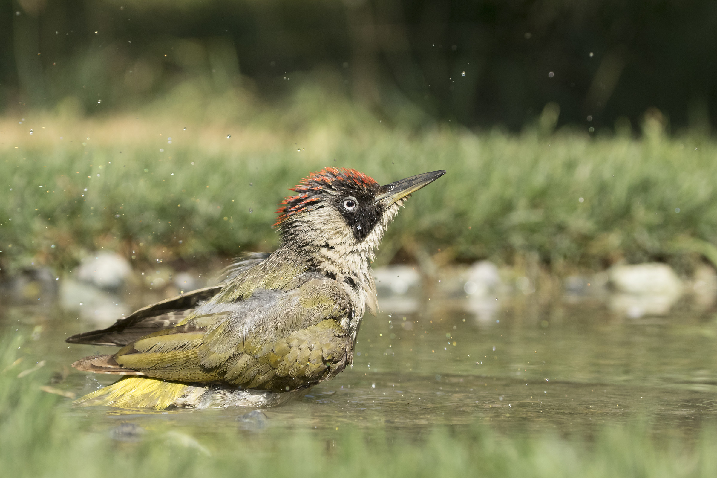La rinfrescatina del Picchio Verde