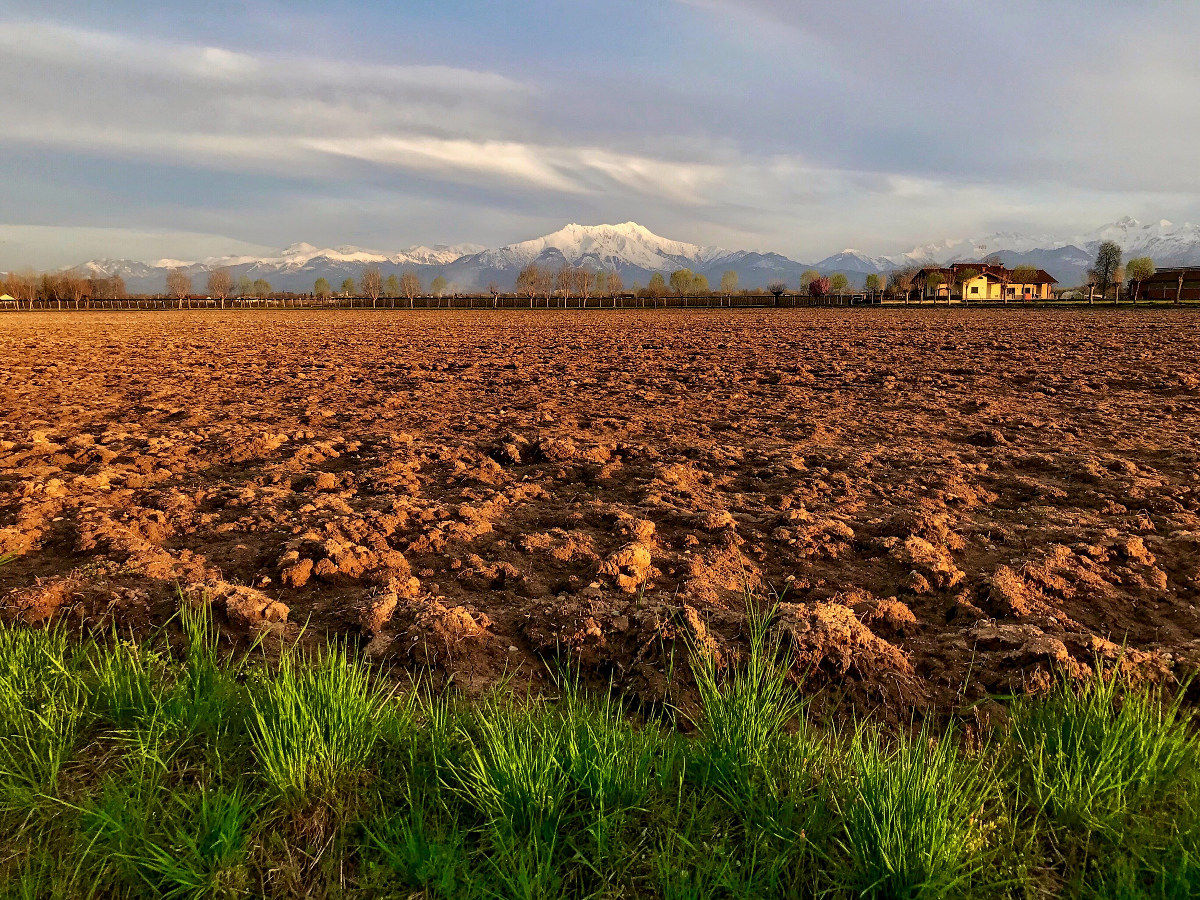 Tufts of grass at sunset