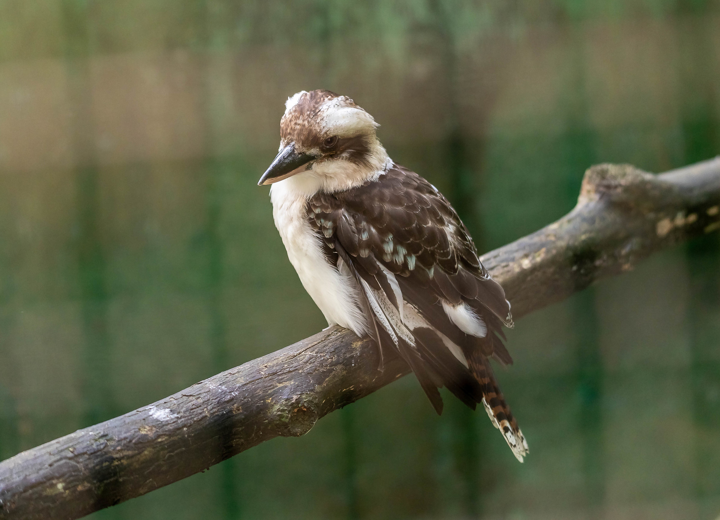 Kookaburra (laughing kookaburra)