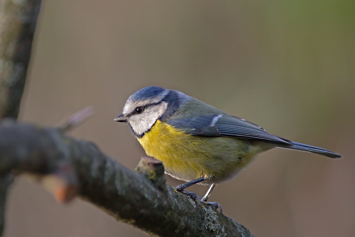 Cinciarella (Cyanistes caeruleus)