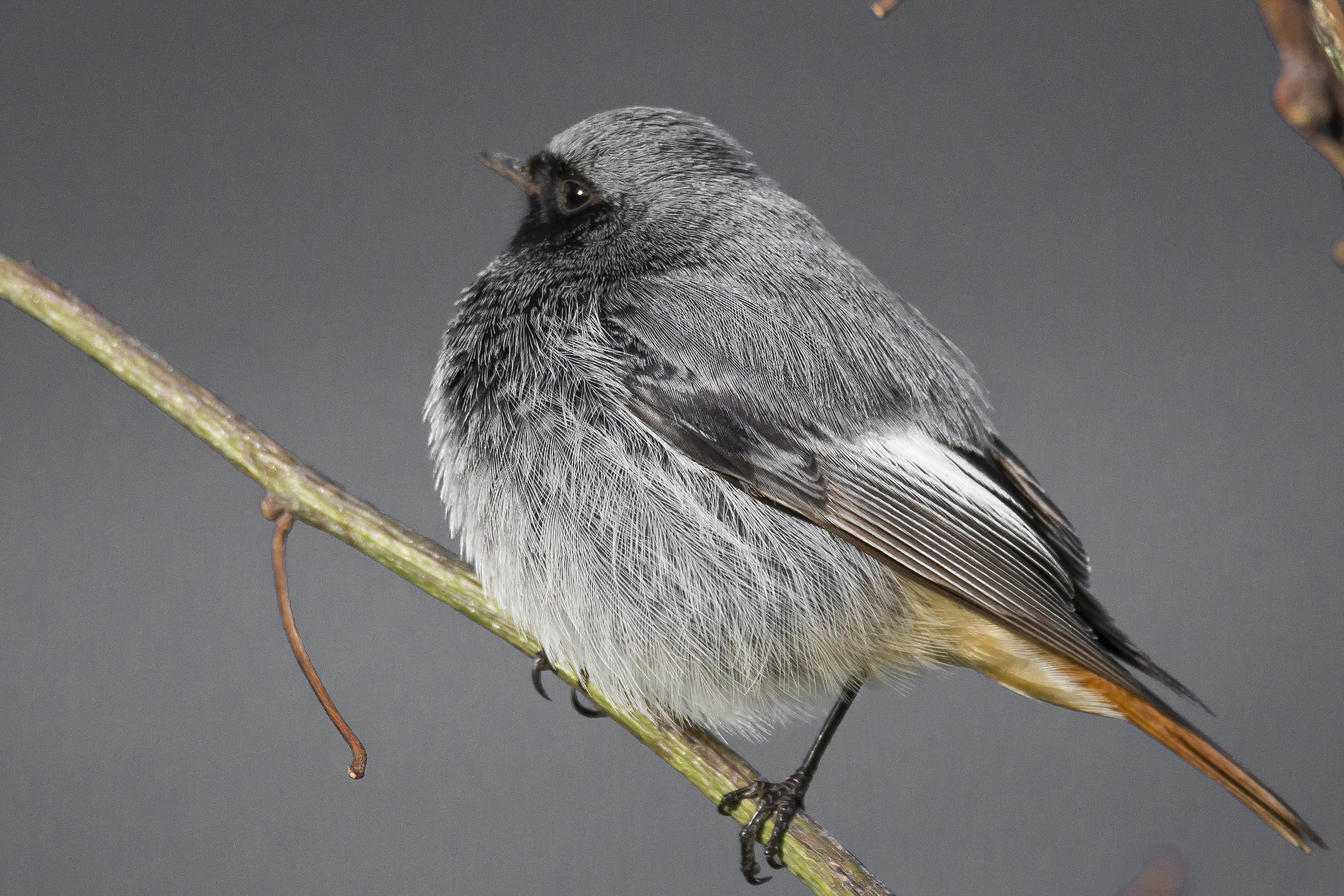 Codirosso spazzacamino &male;