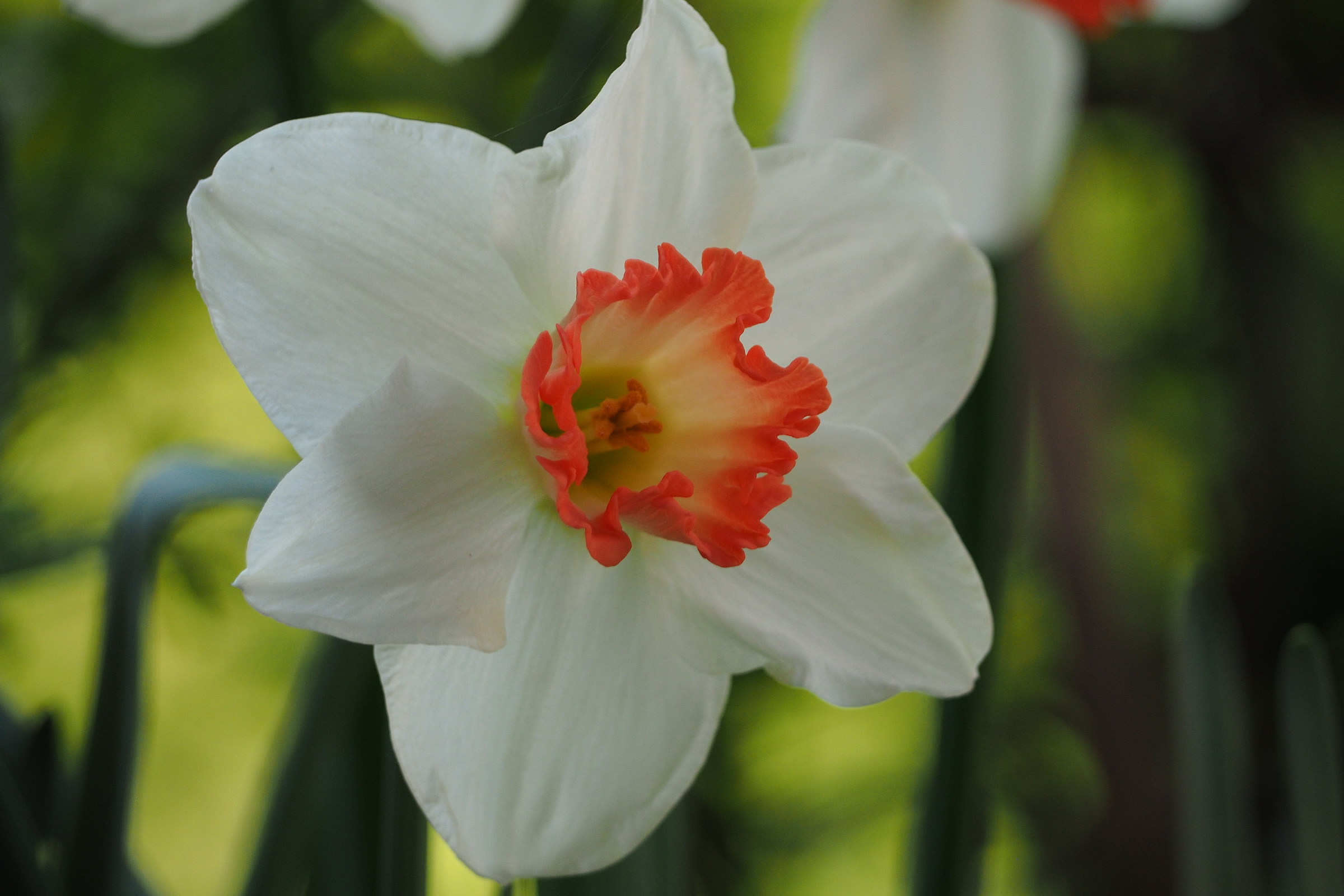 La bellezza del narciso..