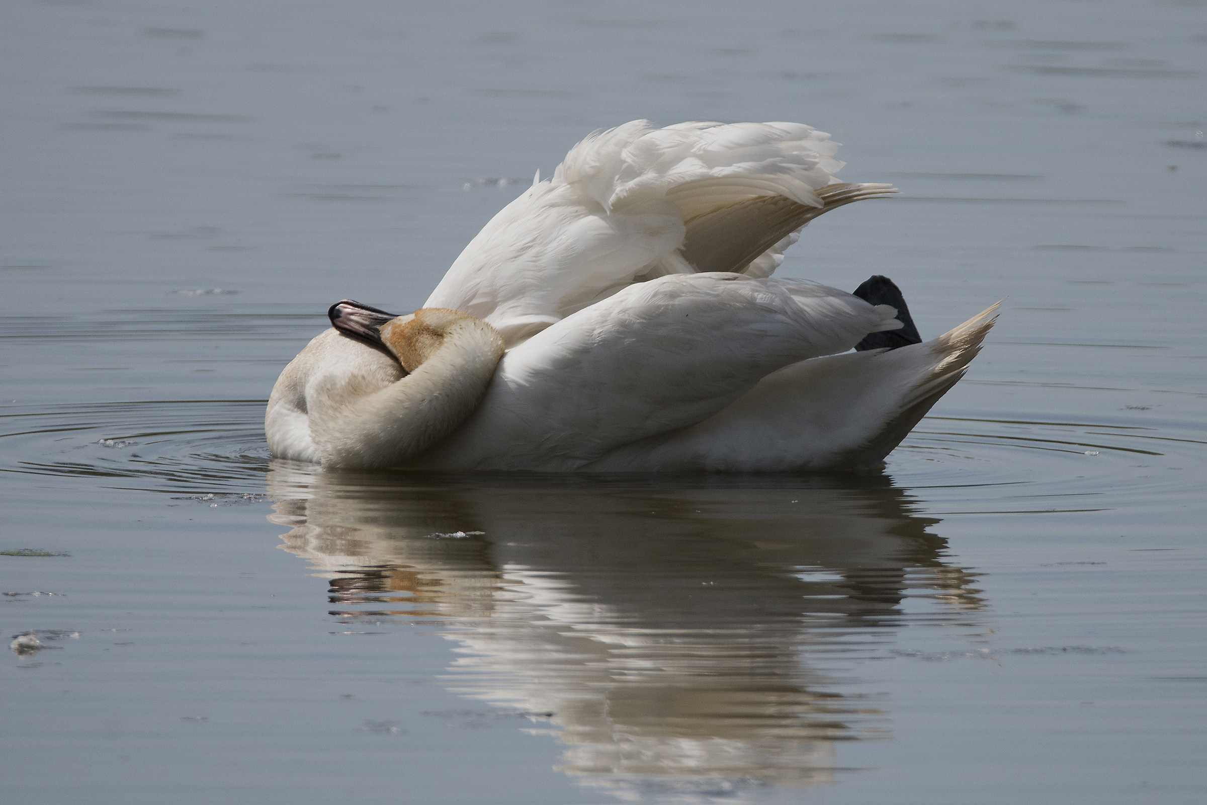 Mute swan