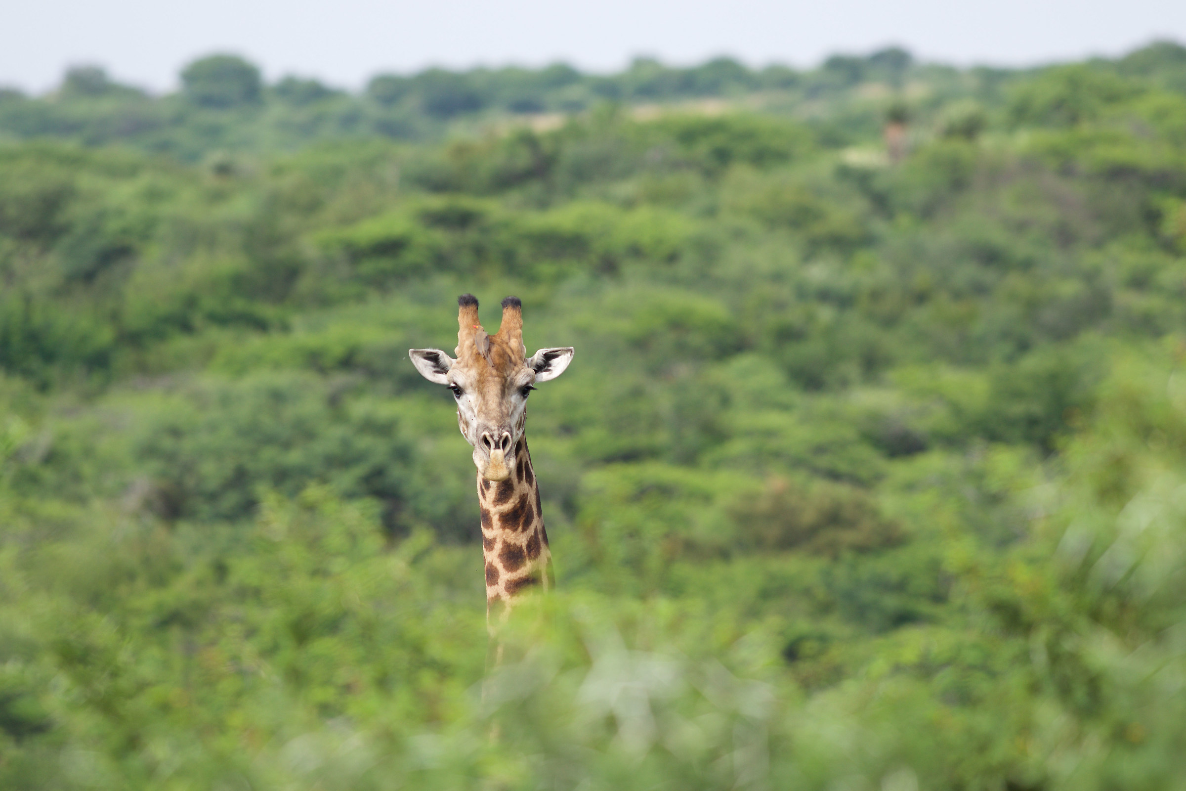 Giraffe and winged Companion (Oxpecker erythrorhynchus)