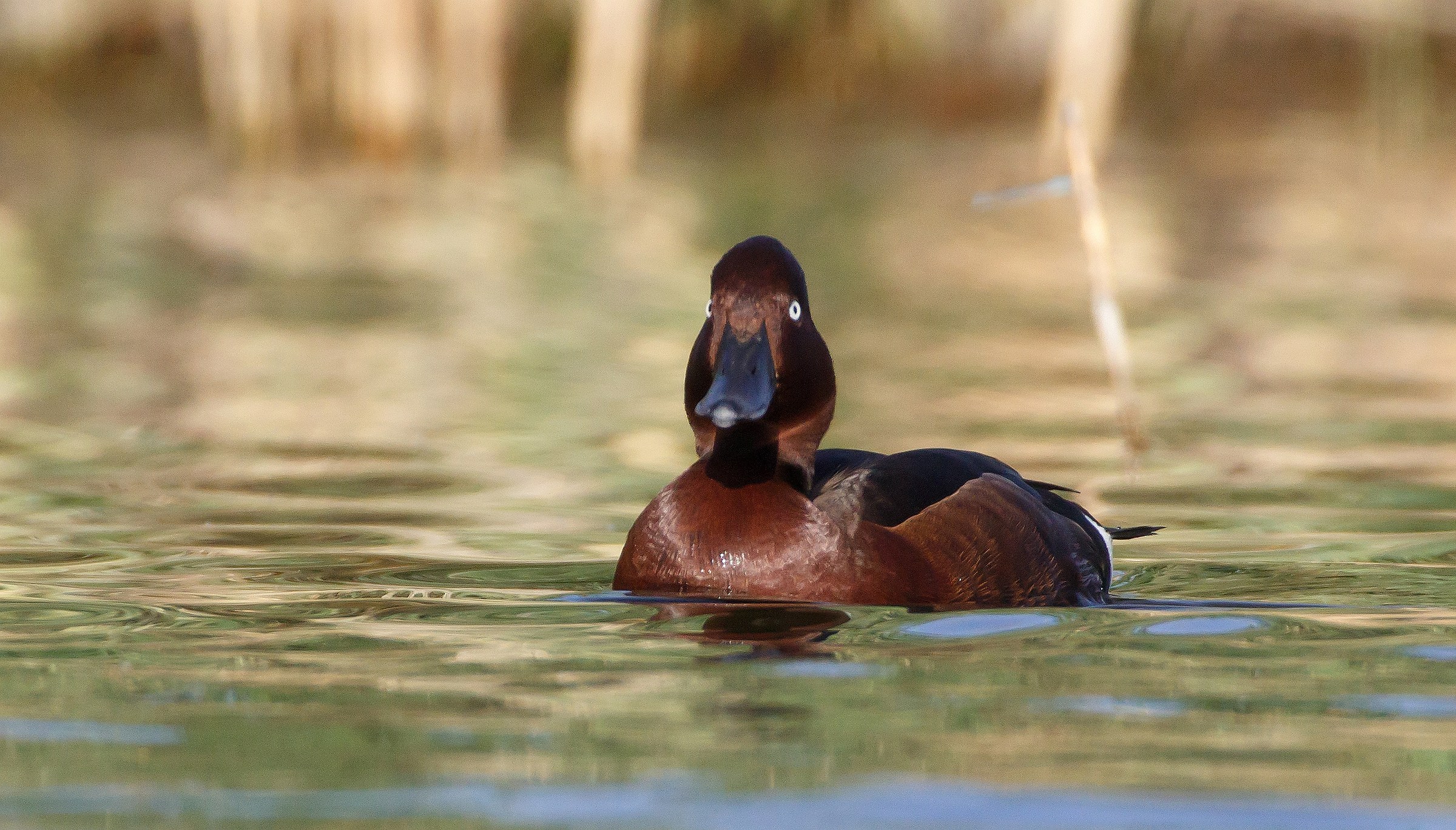 Ferruginous duck