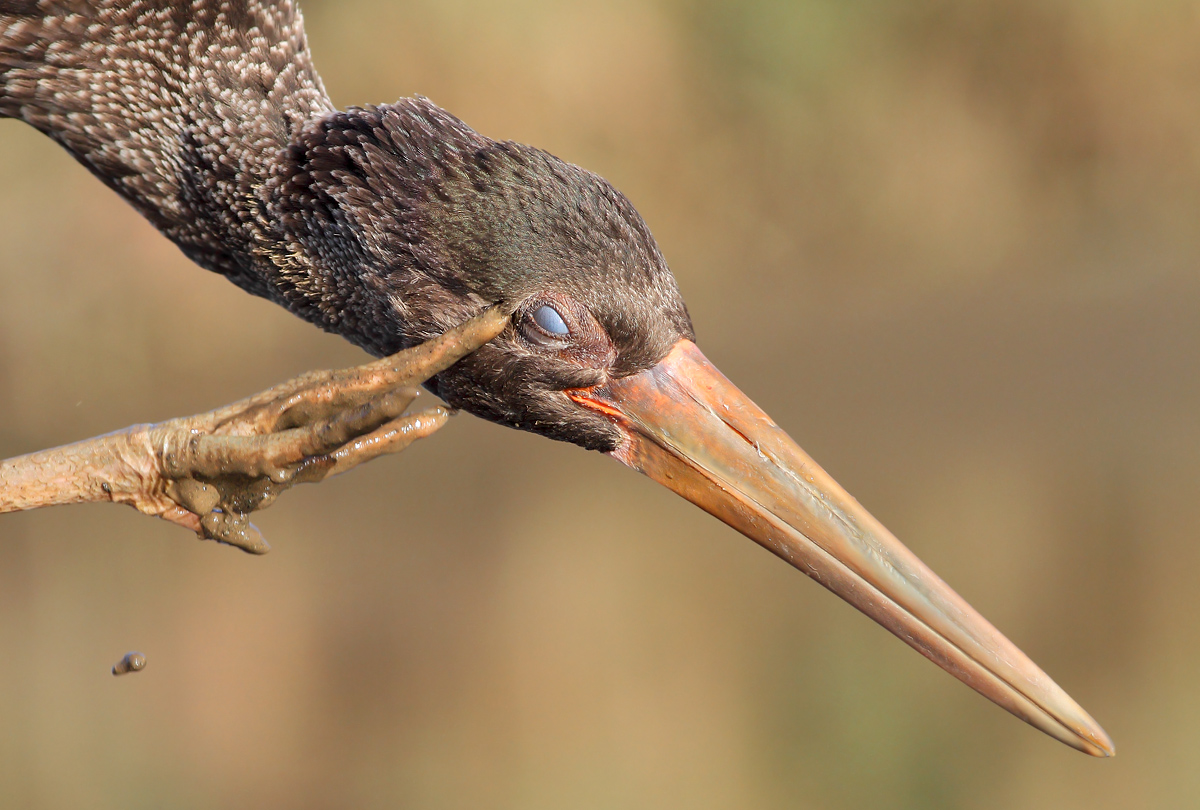 Black Stork