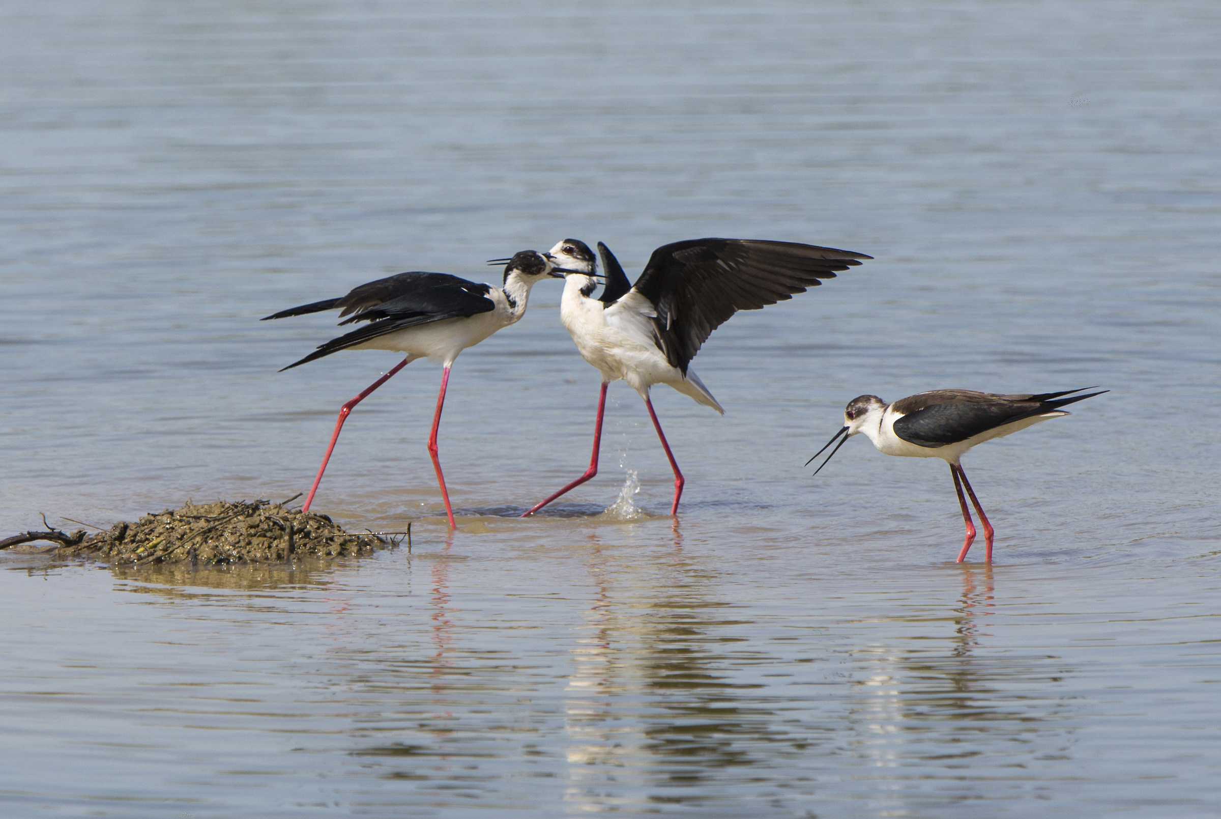 Quando si dice prendersi per il collo