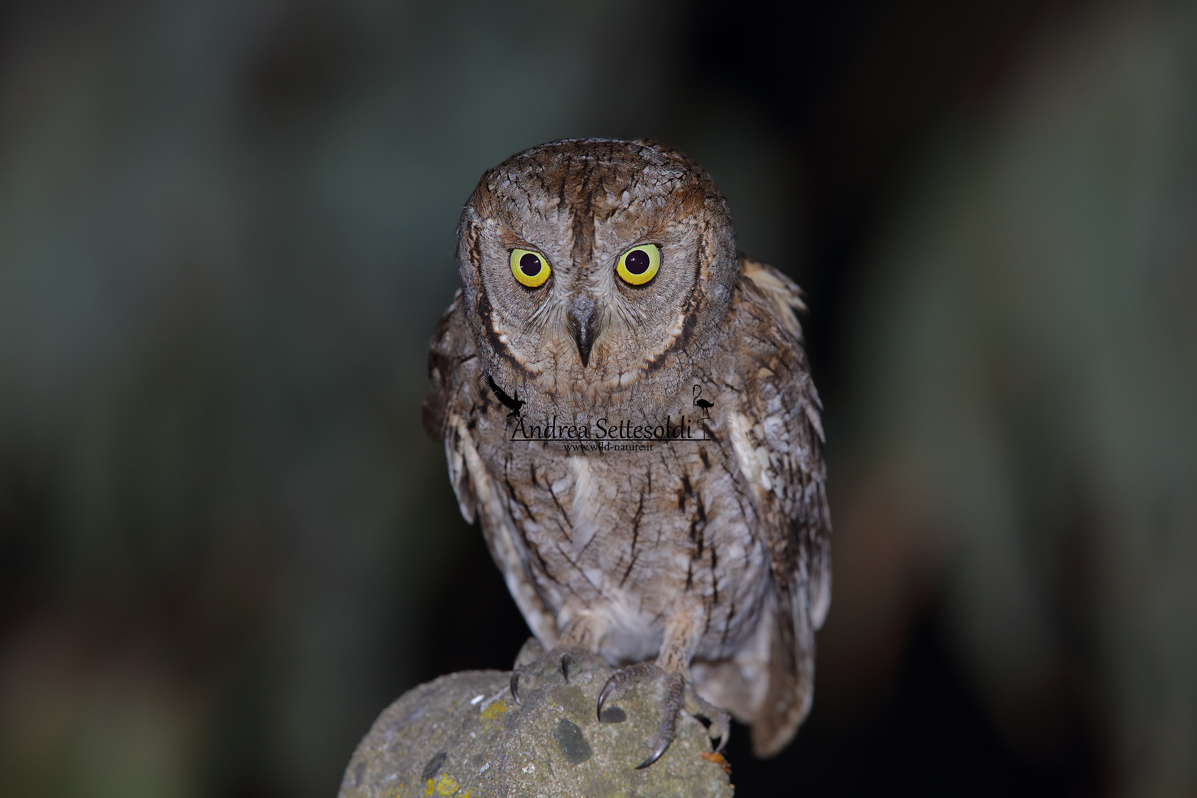 Scops owl that closer you can't!!!