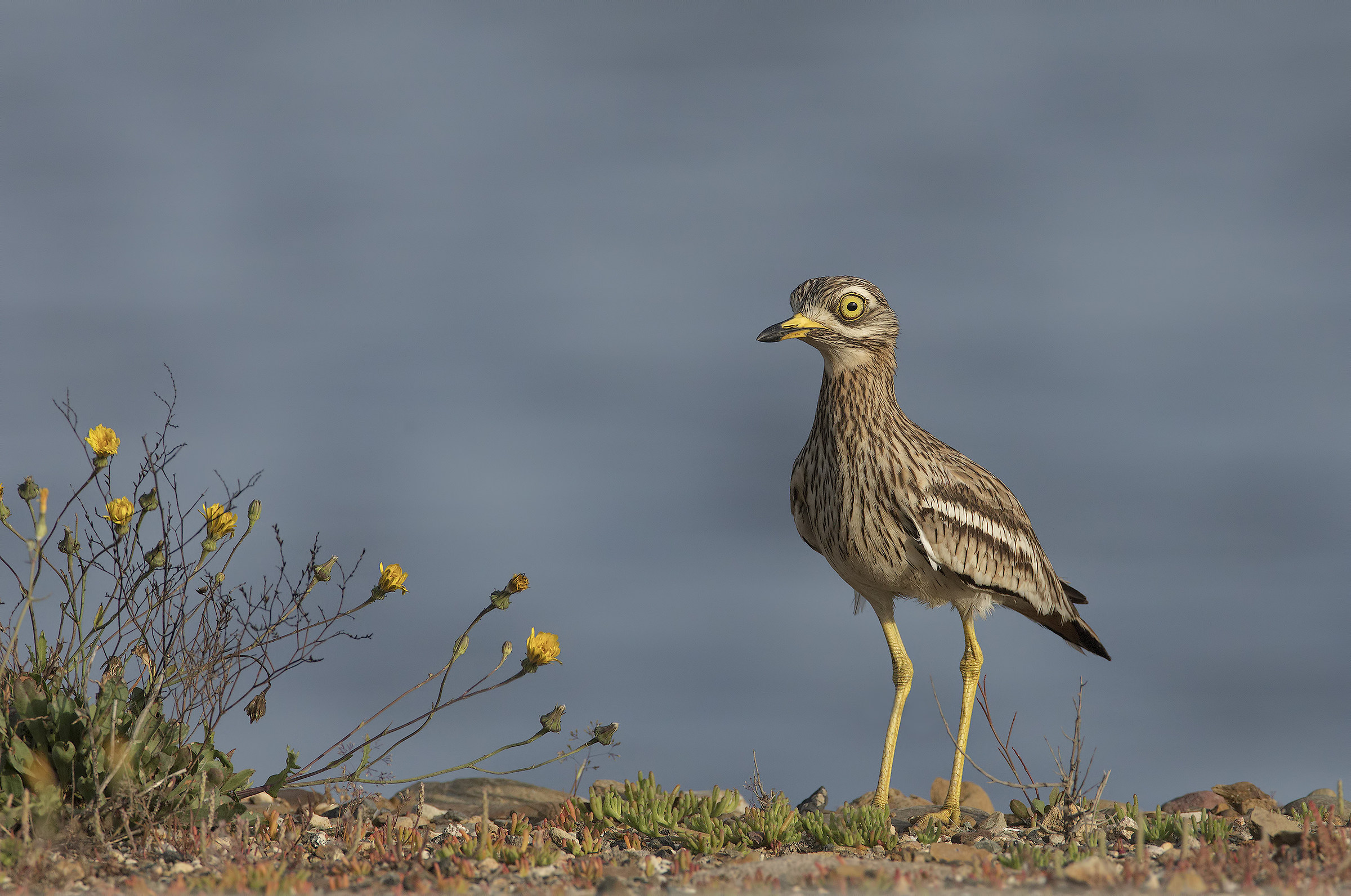 stone curlew (burhinus oecdinemus)