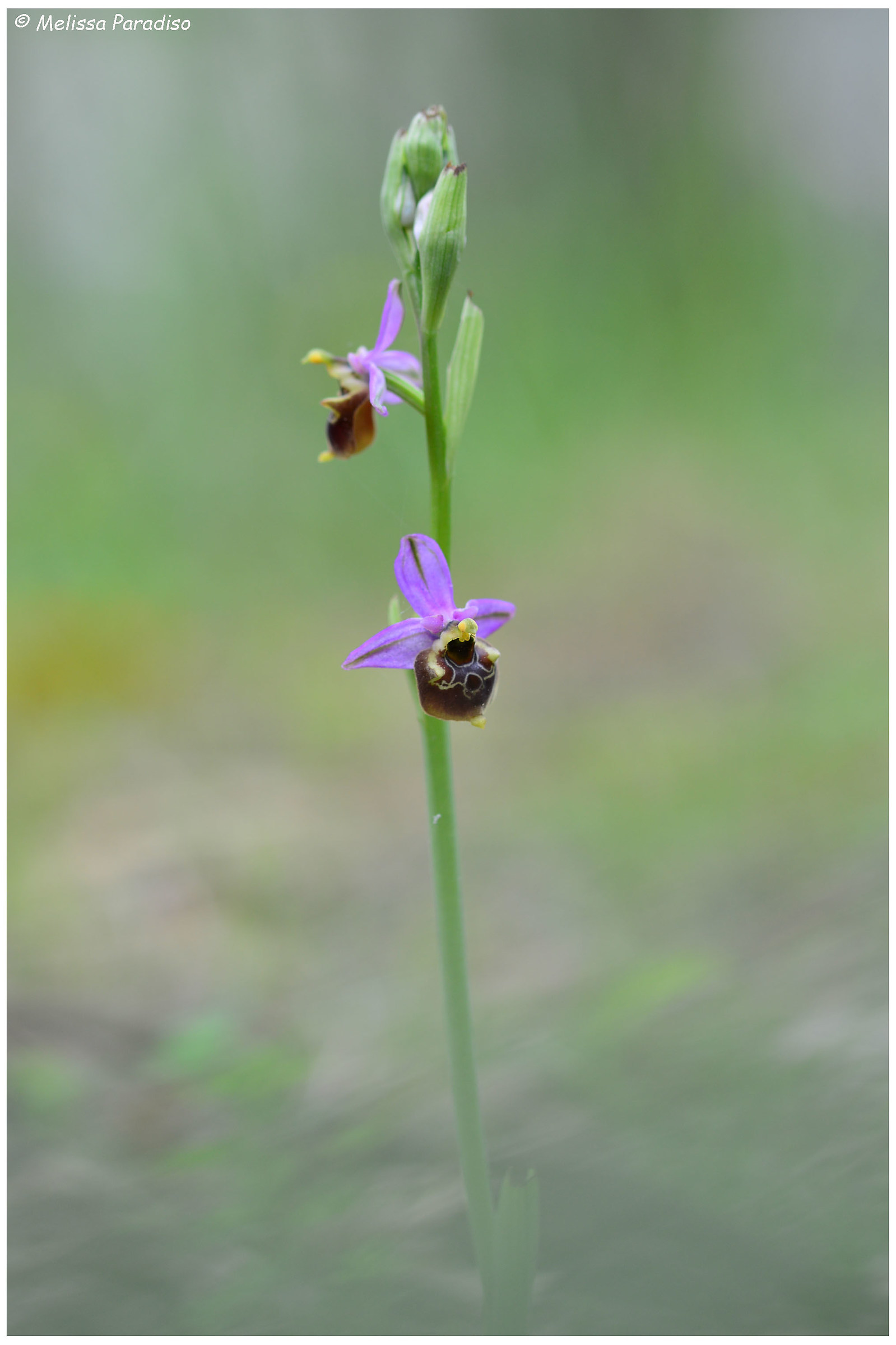 Ophrys holoserica