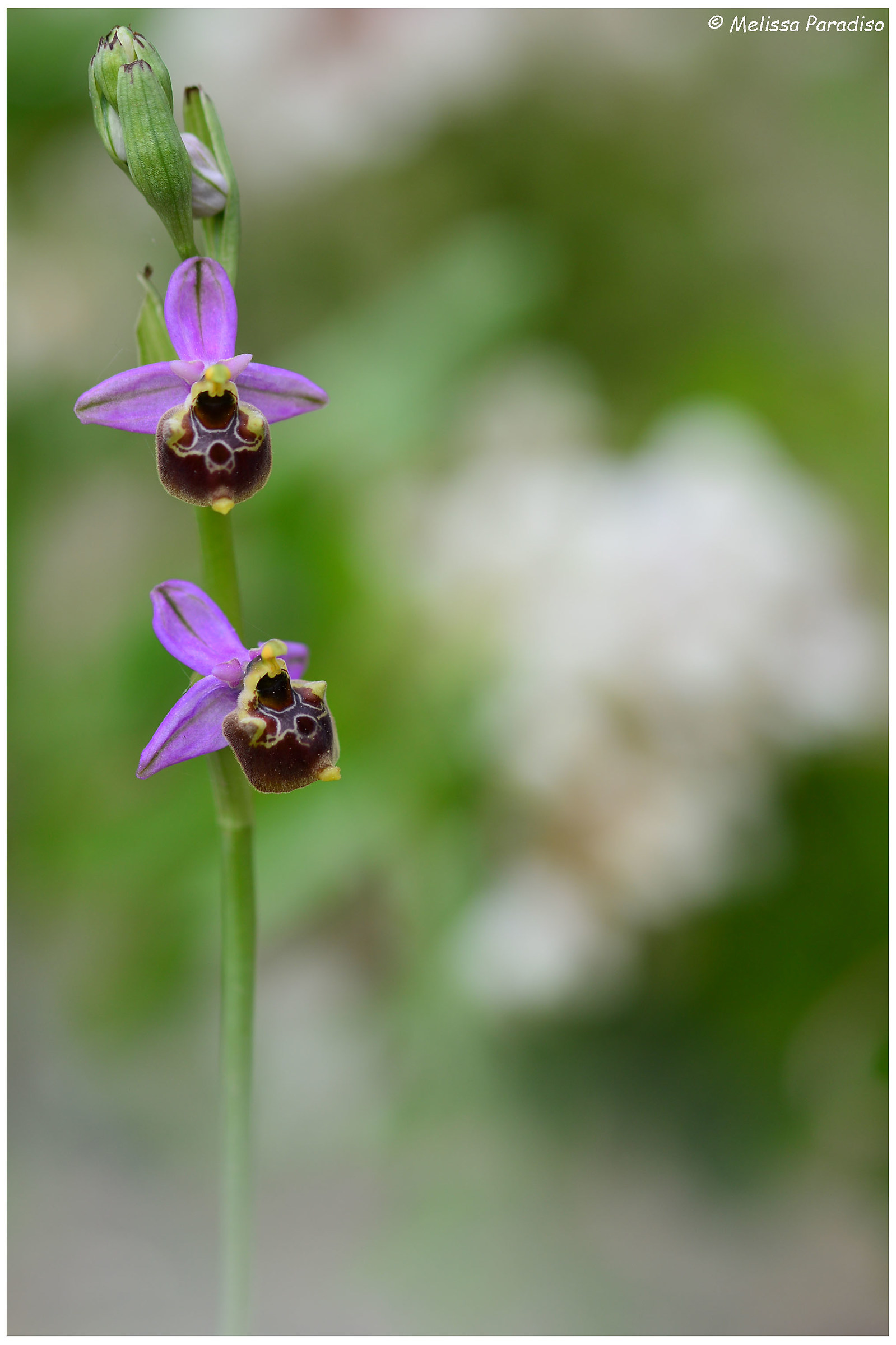 Ophrys holoserica