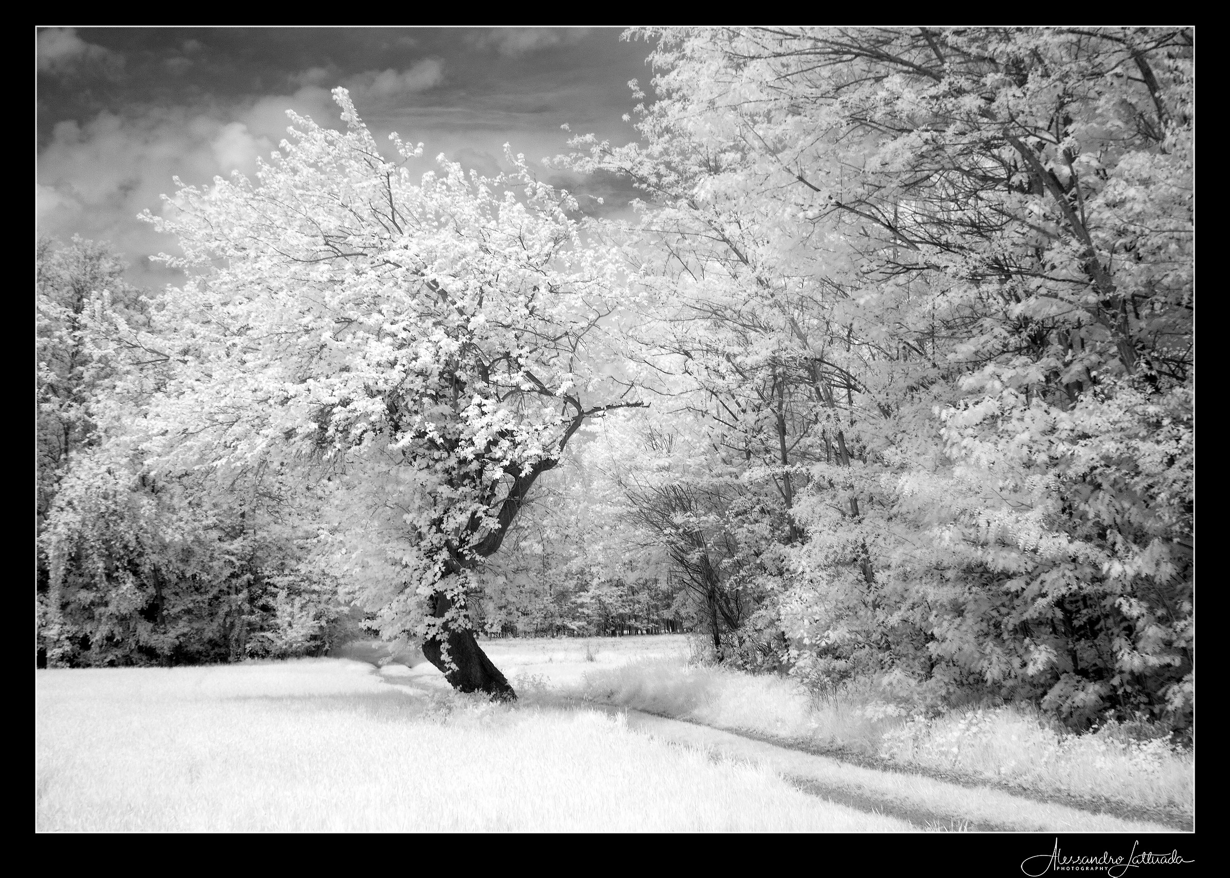 Magnago Gelso - IR 950