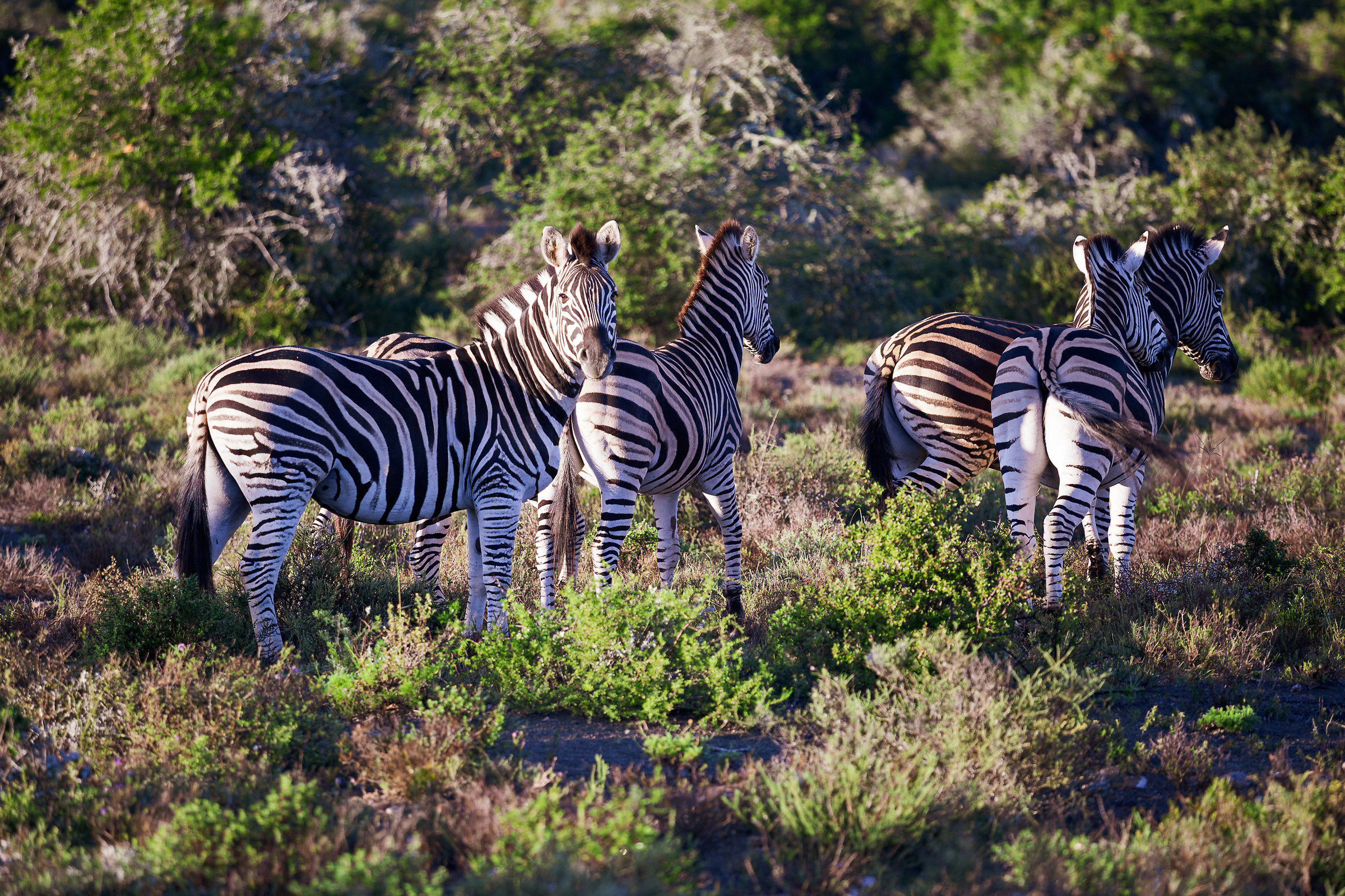 Zebre, prime luci della giornata.